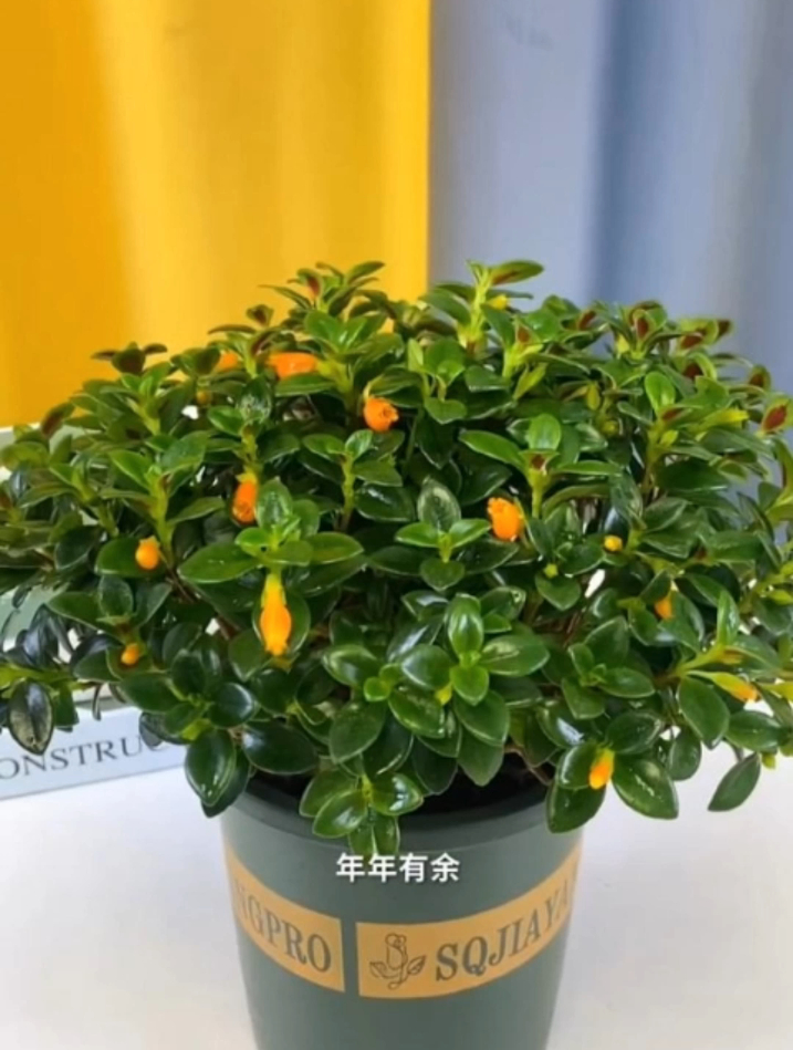 有种"鱼嘴花",开花就像小金鱼,可爱极了,还非常好养