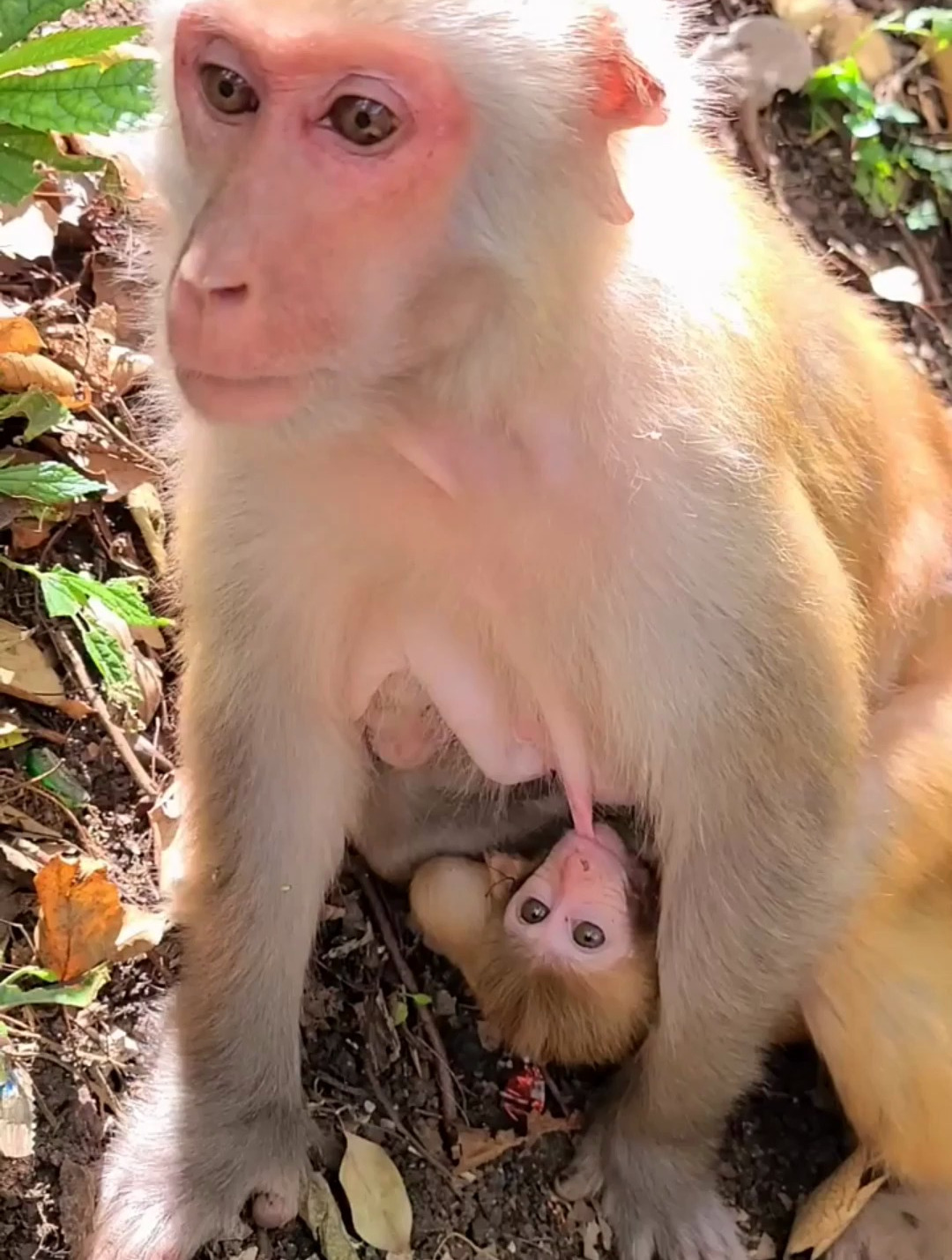 小猴子太可爱了,无时无刻都得吃奶!-度小视