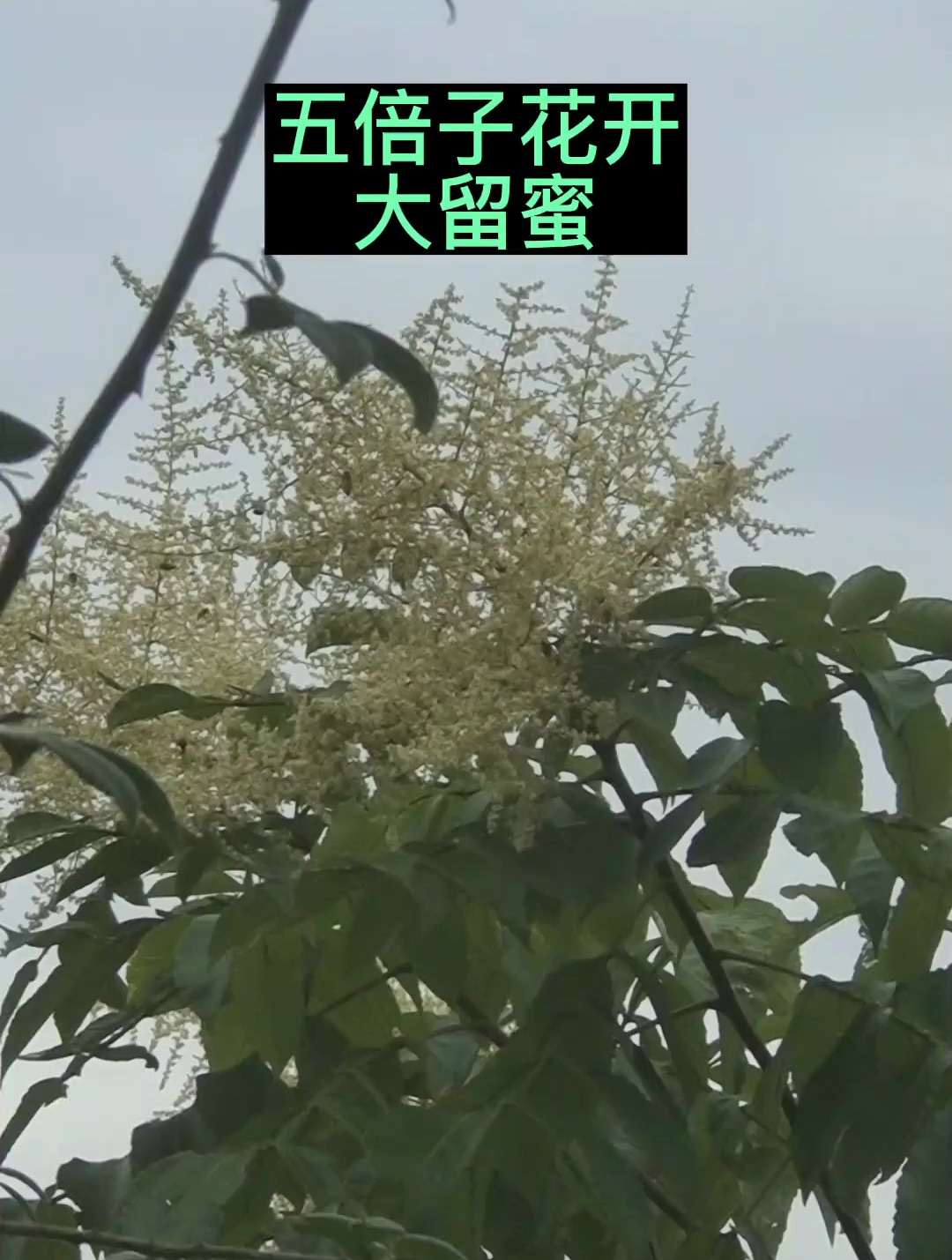 五倍子花开大留蜜了养蜂人期待的花期五倍子你卖多少一斤合适