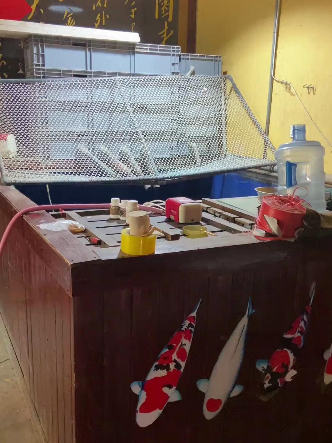 其实鱼缸 帆布池 水泥景观池 都可以养锦鲤
