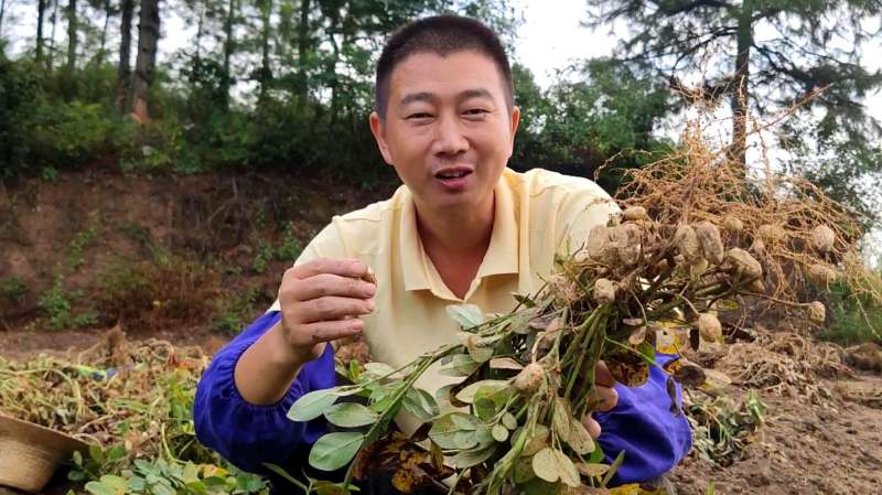 落花生的由来,农村小伙详细解说花生的结果过程,涨见识哦!