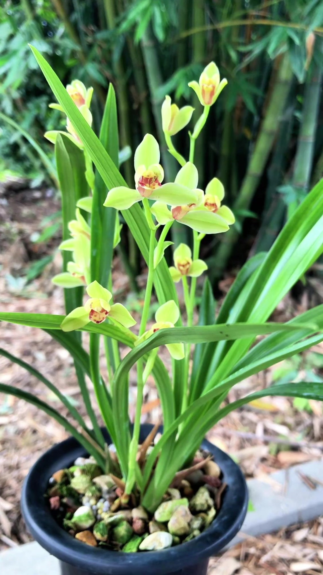建兰"四大名品"之一夏皇梅,花姿秀雅,香味浓郁