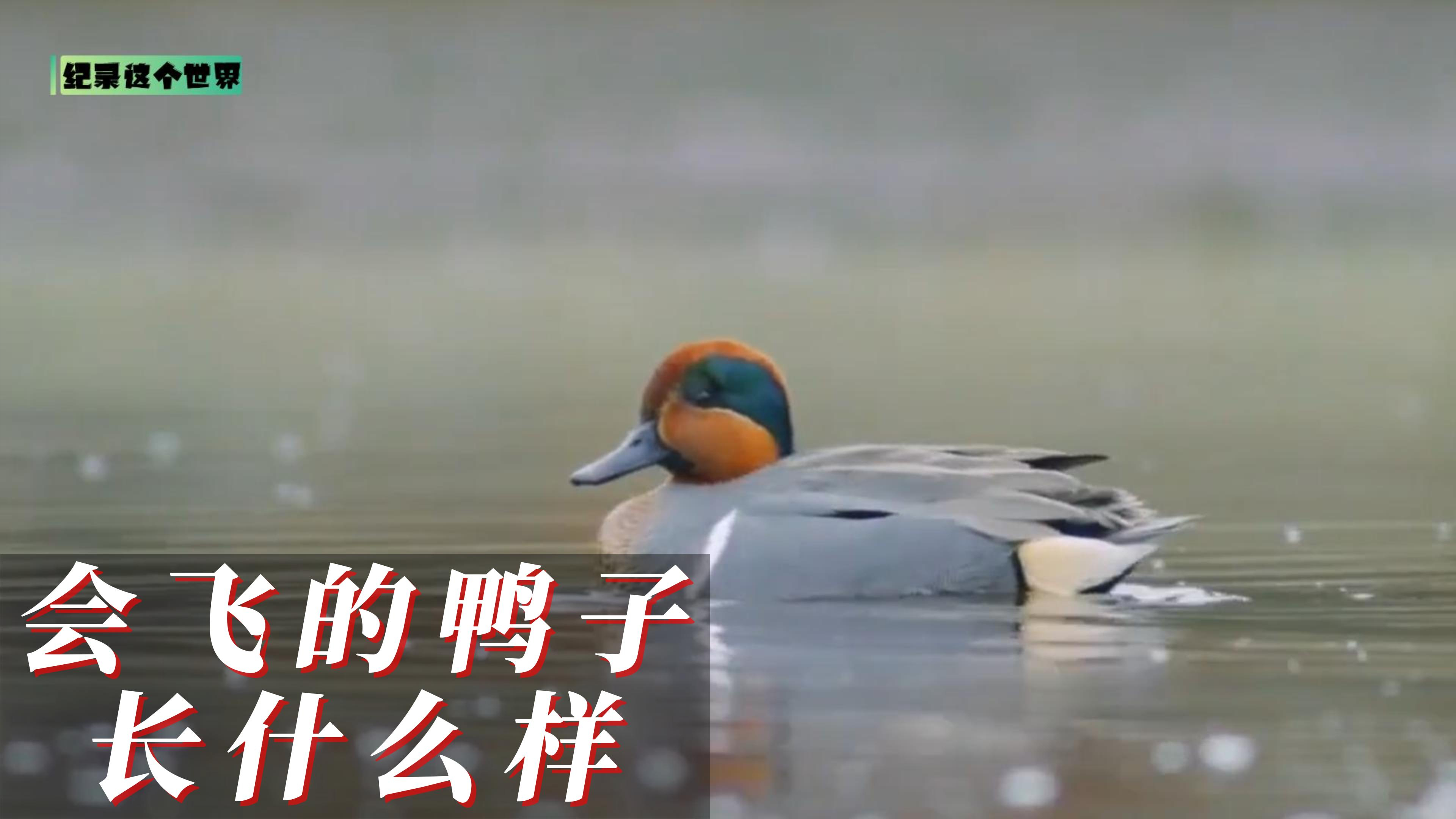 会飞的鸭子长什么样