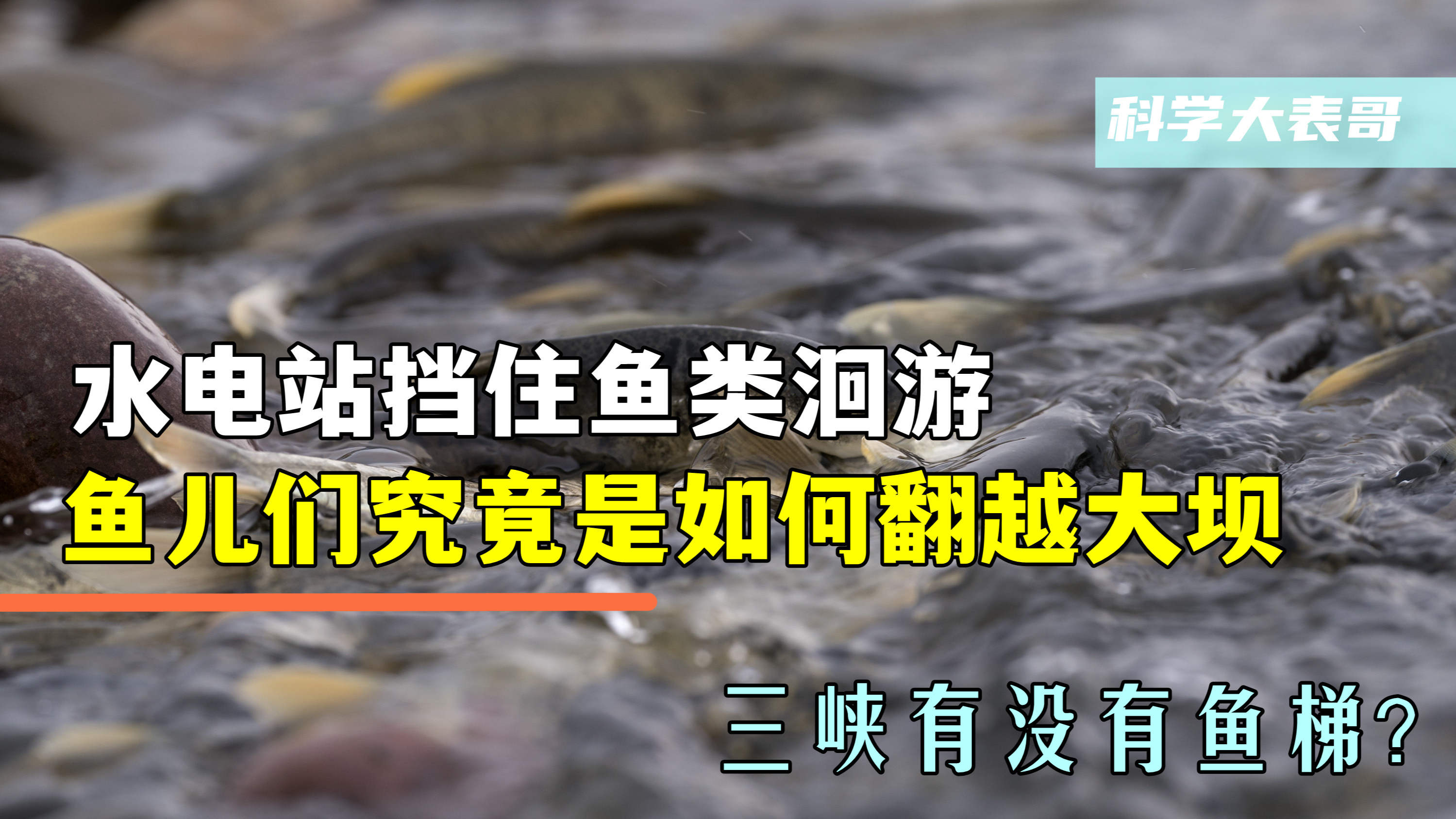 水电站挡住鱼类洄游,究竟如何翻越大坝?三峡有没有鱼梯?
