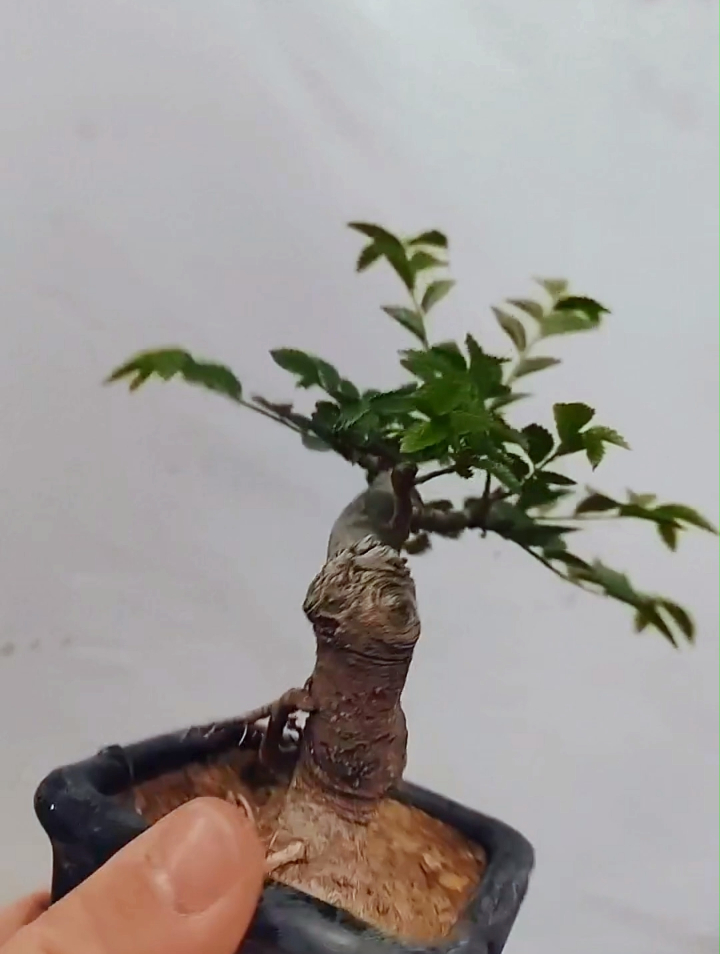 一棵怪桩小榆树,看我如何一分为二获精致微型盆景!