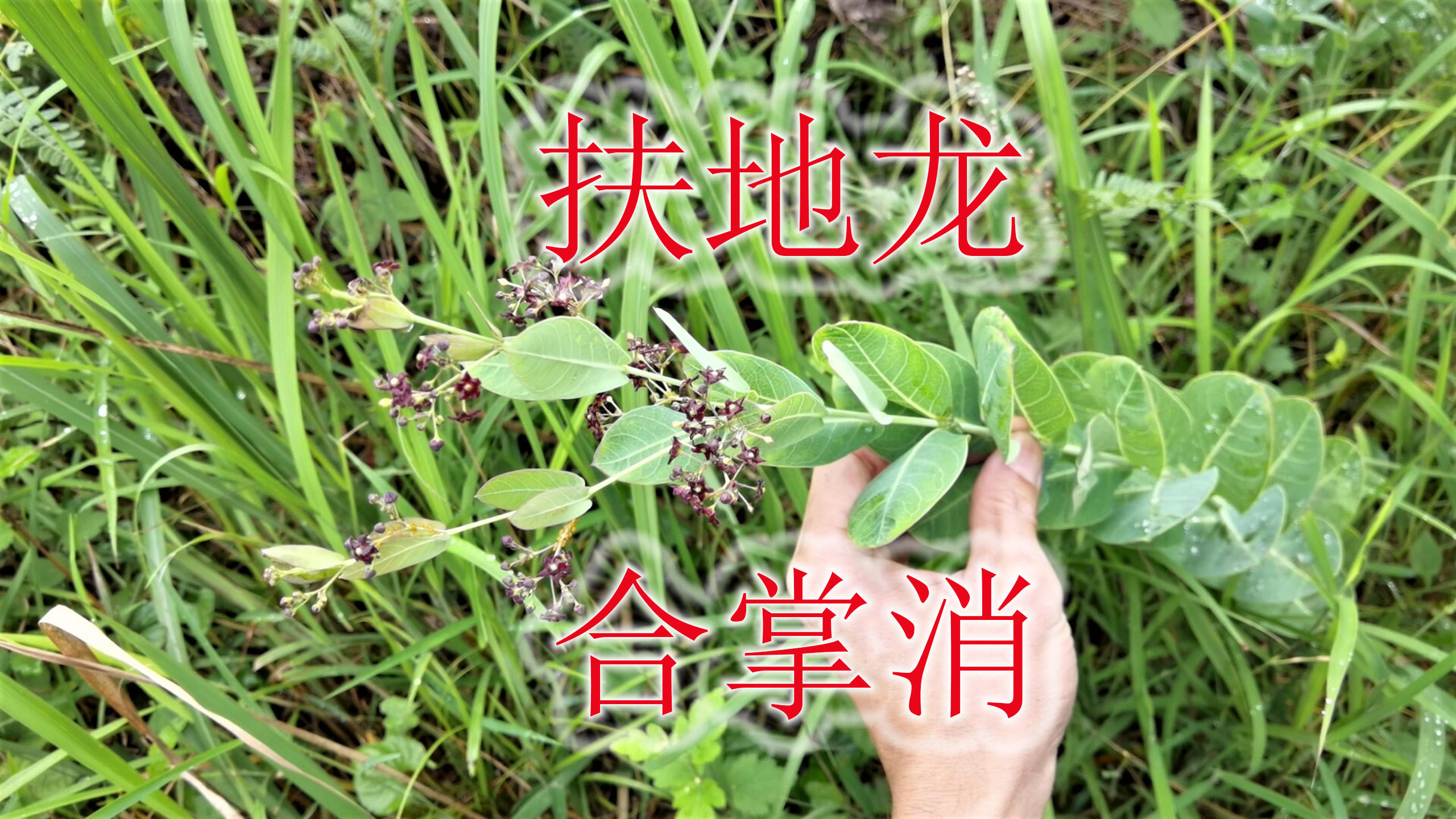 [图]农村少见中草药“合掌消”，蛇药植物“扶地龙”，全草价值了解吗