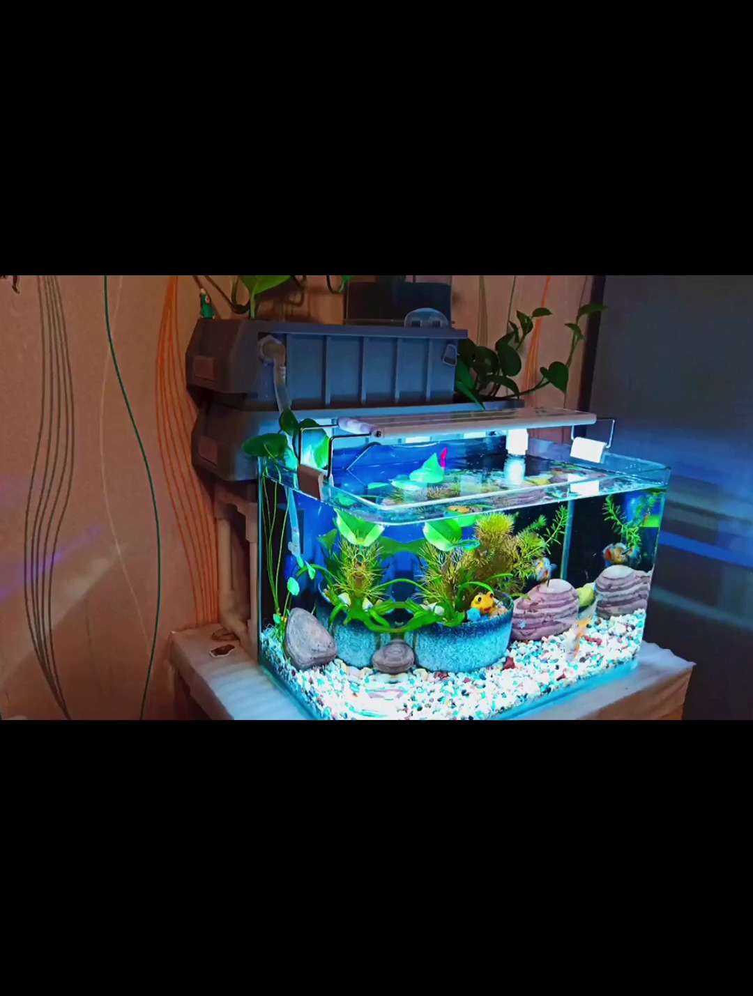 简单干净的鱼缸才是普通玩家该学习的