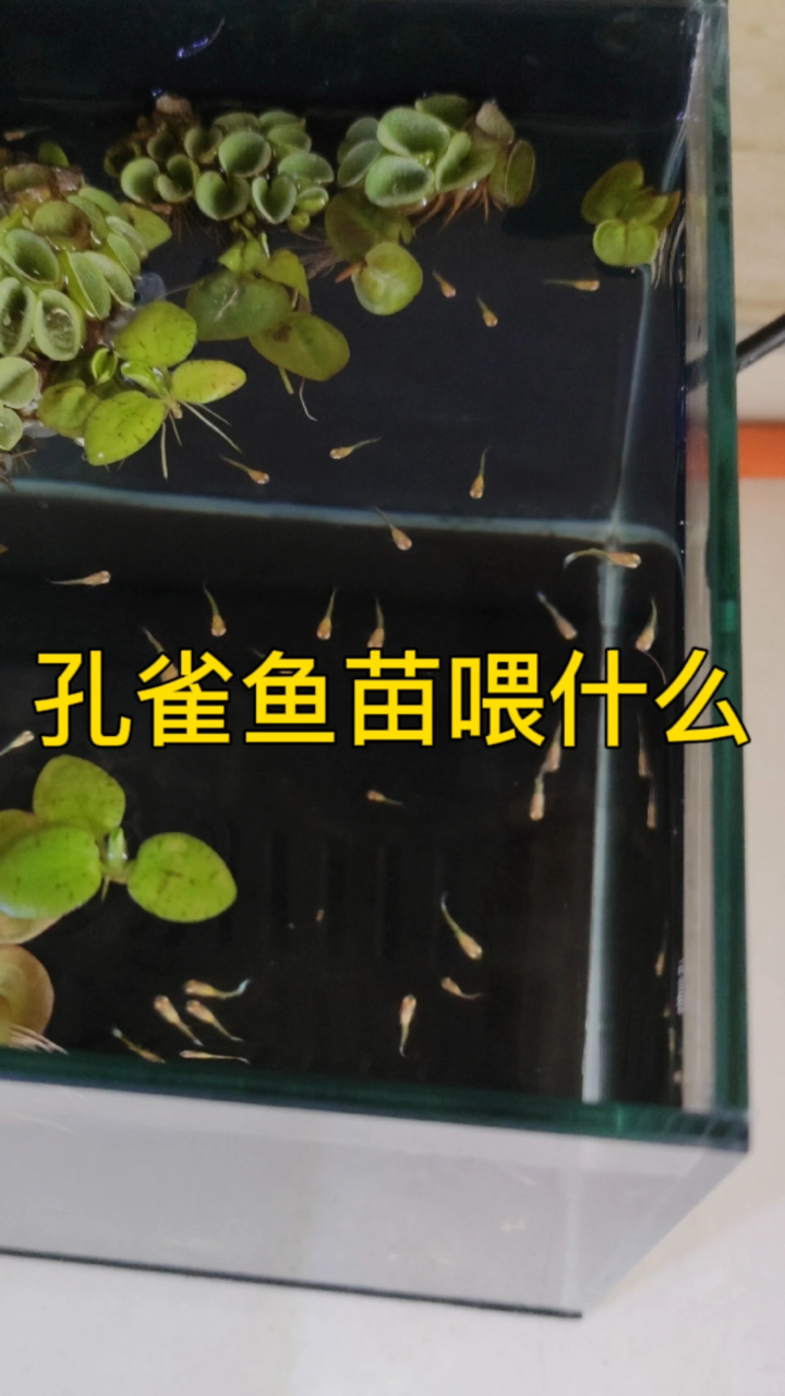 孔雀鱼生小鱼苗喂什么?这个营养高,易消化,鱼苗吃了好-度小视