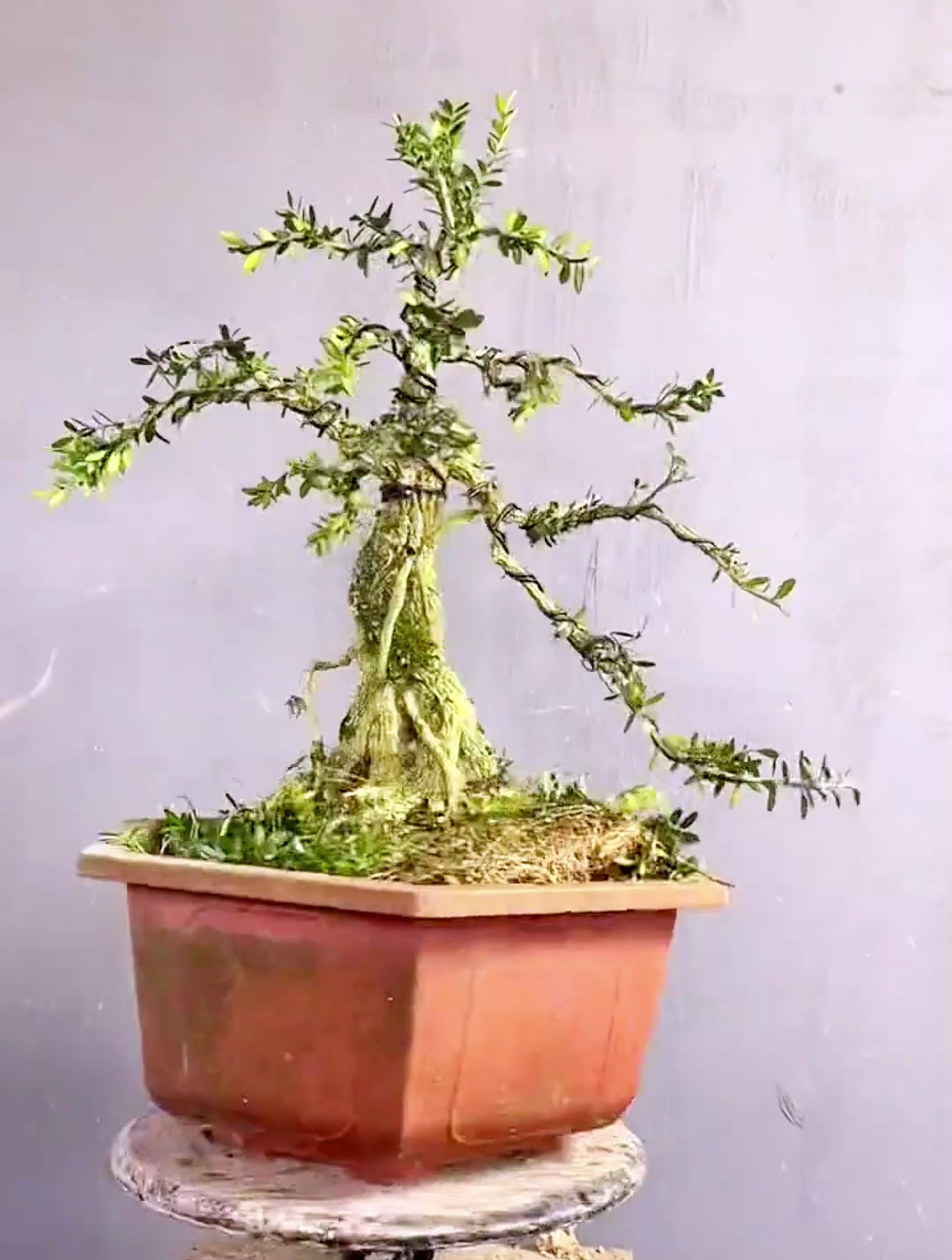 看我怎样修剪造型成迎客式盆景!-度小视