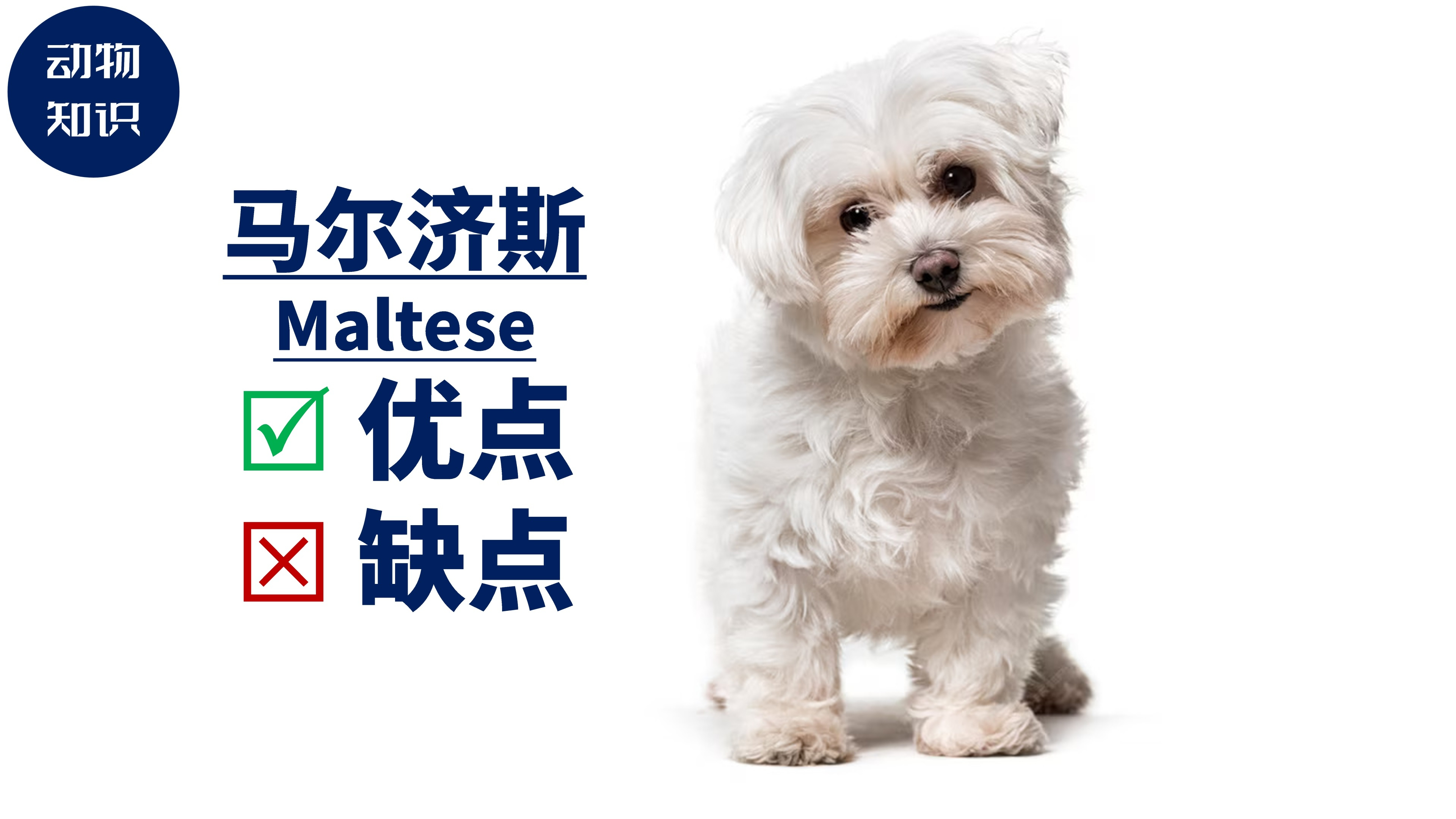 马尔济斯犬:优点&缺点!