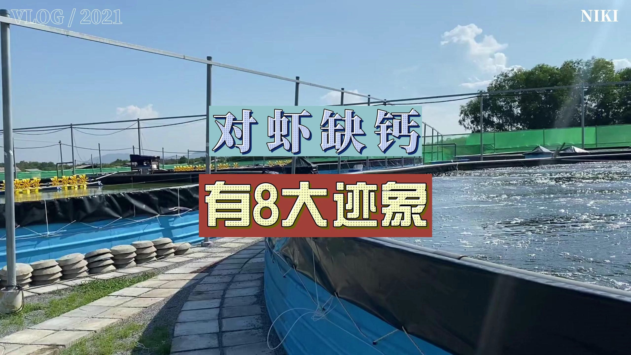 对虾缺钙,有8大迹象!养殖高手必须知道!