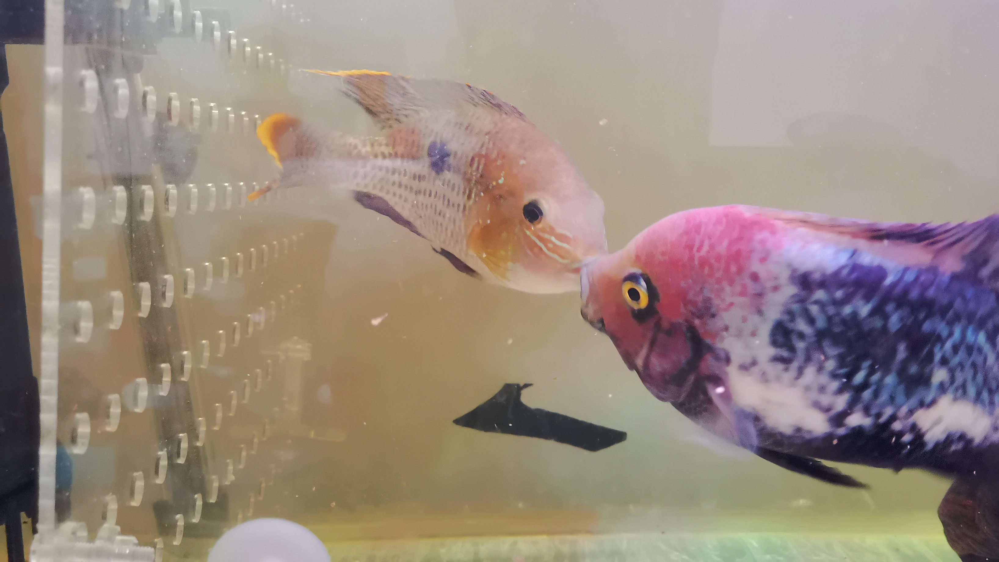 红尾皇冠鱼,罗汉鱼最好的替代品,鱼缸中的流氓!