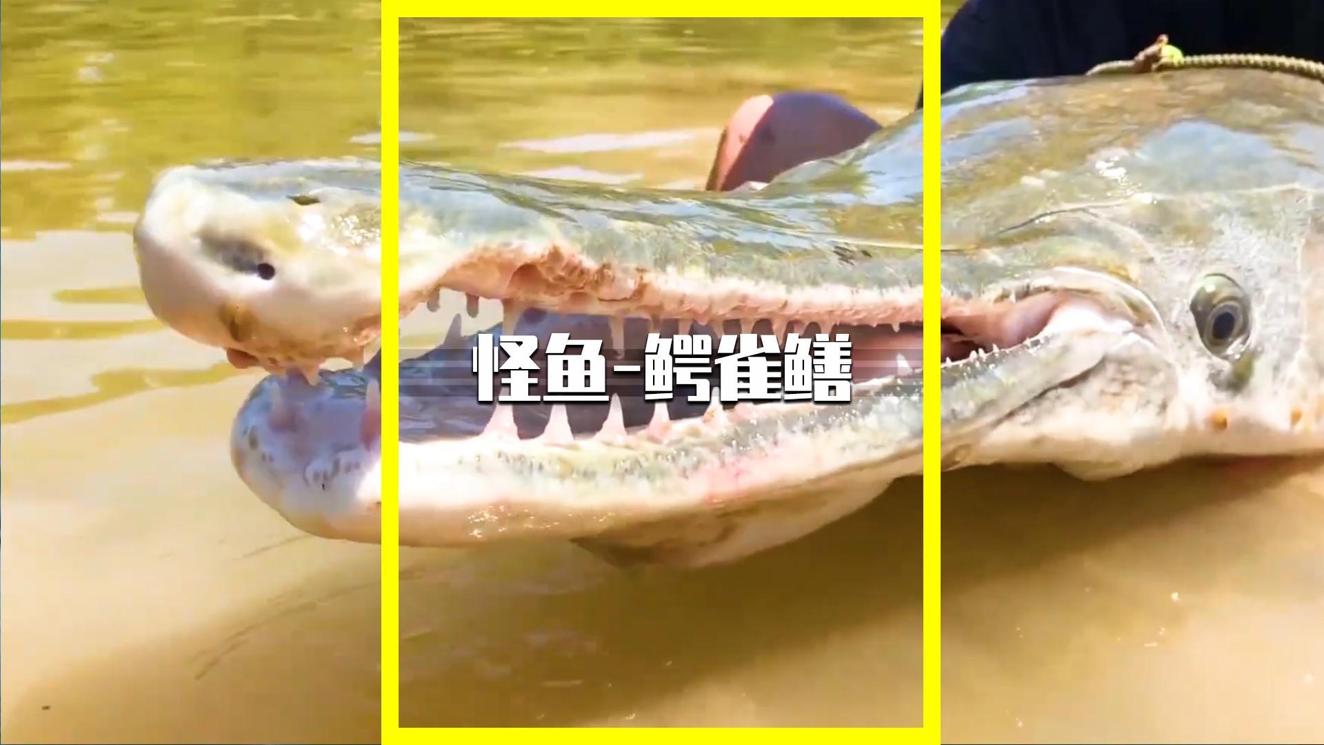 汝州怪鱼抓到了!昆明西宁等地惊现鳄雀鳝,为何频繁现身我国?