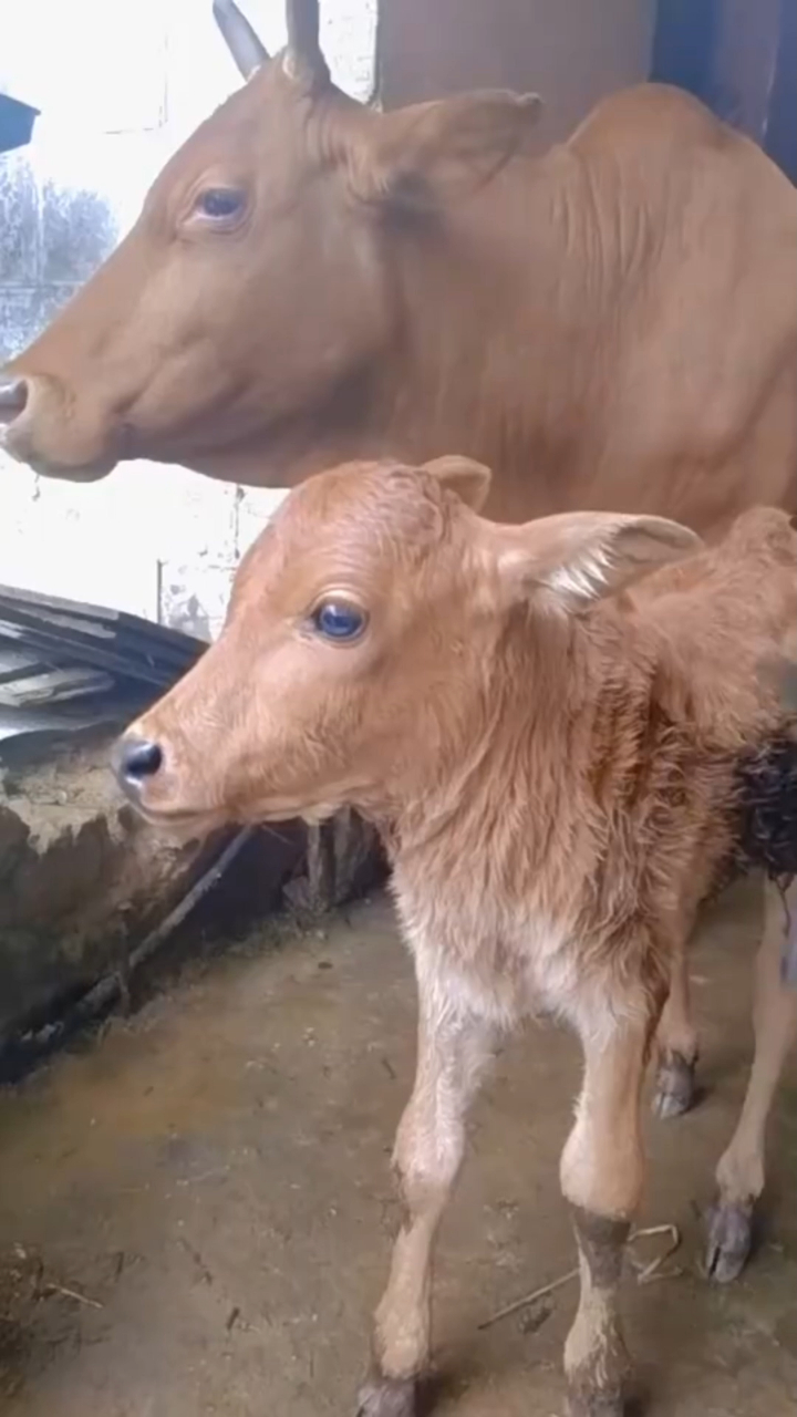 犊牛痢疾怎么办不打针不输液一招解决