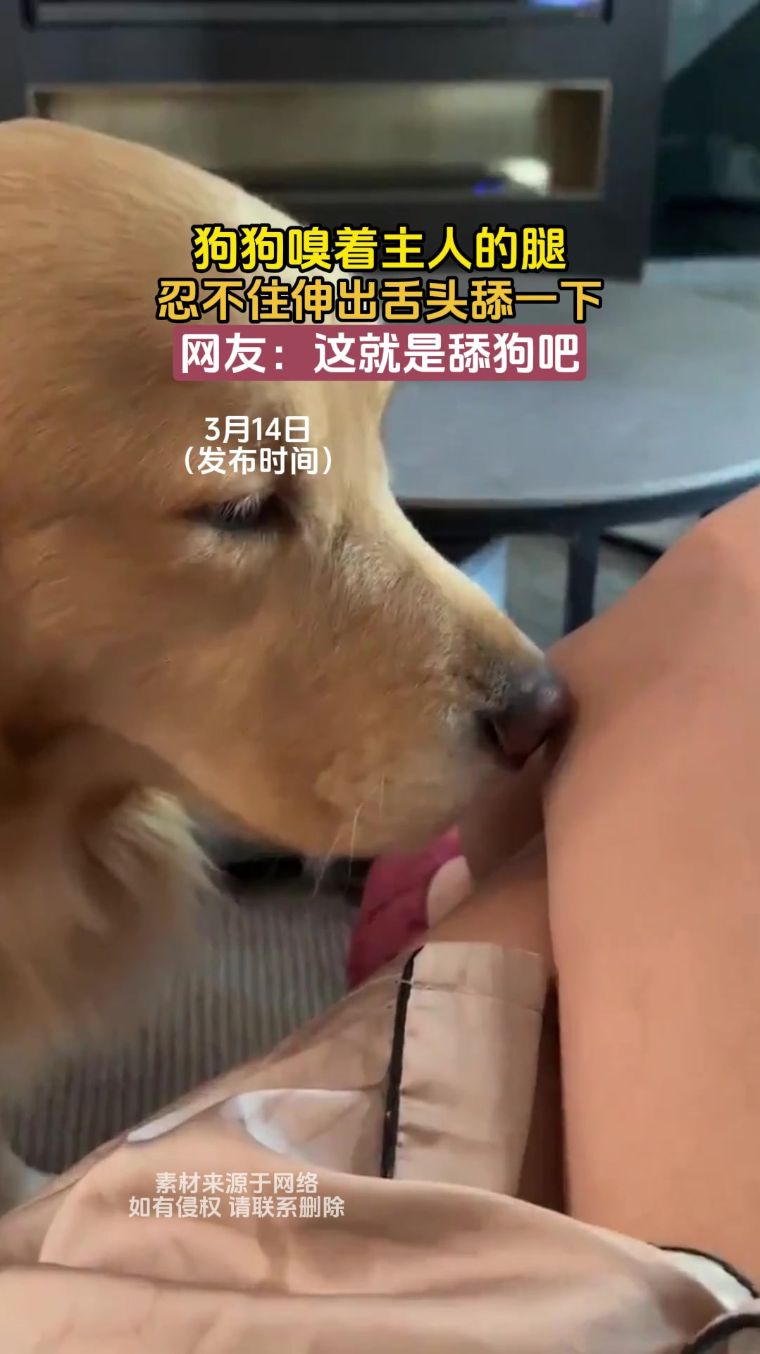 狗狗突然疯狂舔主人图片