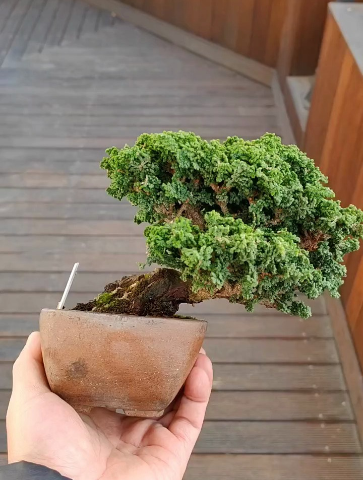 石化桧盆景制作技巧,盆景艺术