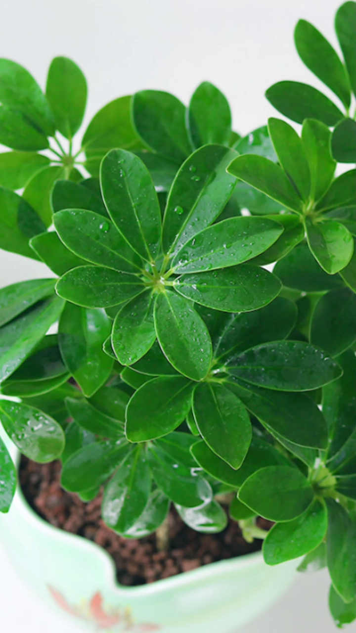 家里养一盆七叶莲又叫八方来财,寓意财运滚滚来,事业高升