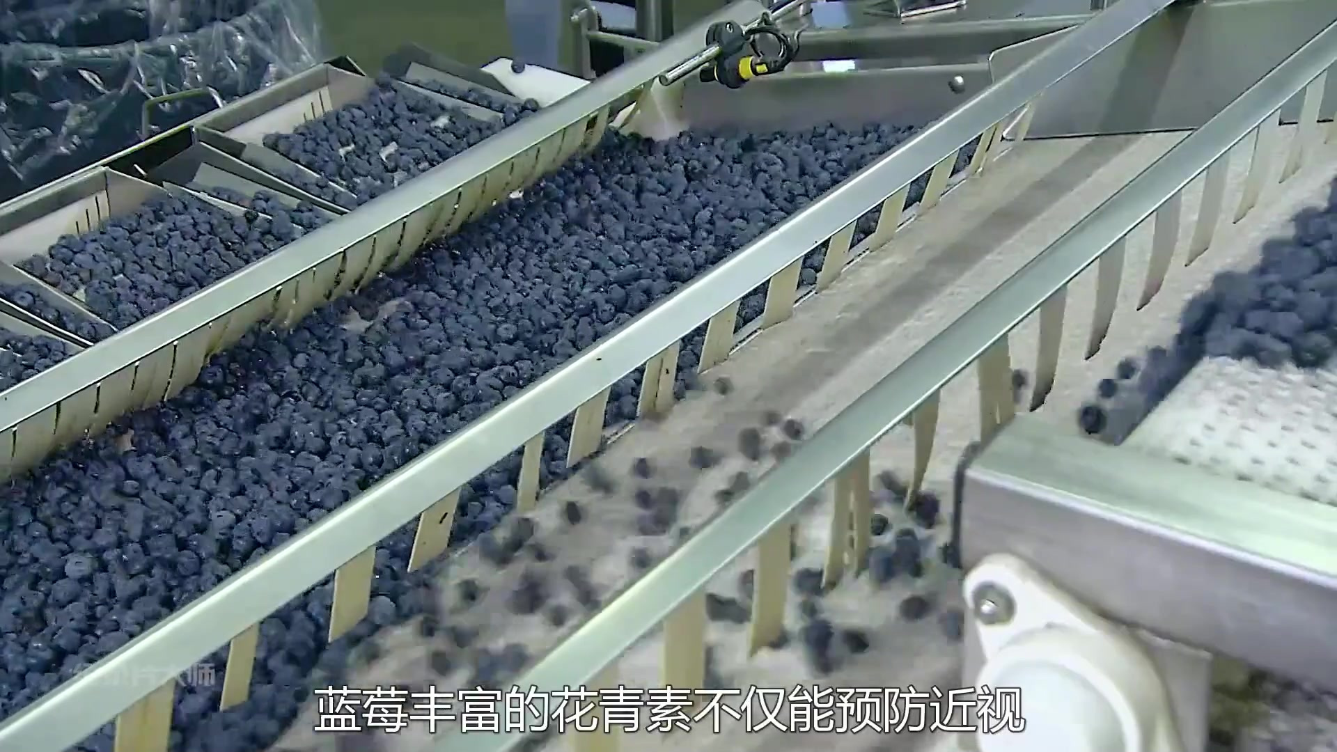 先用全自动机器采摘蓝莓,再送入振动分拣池!