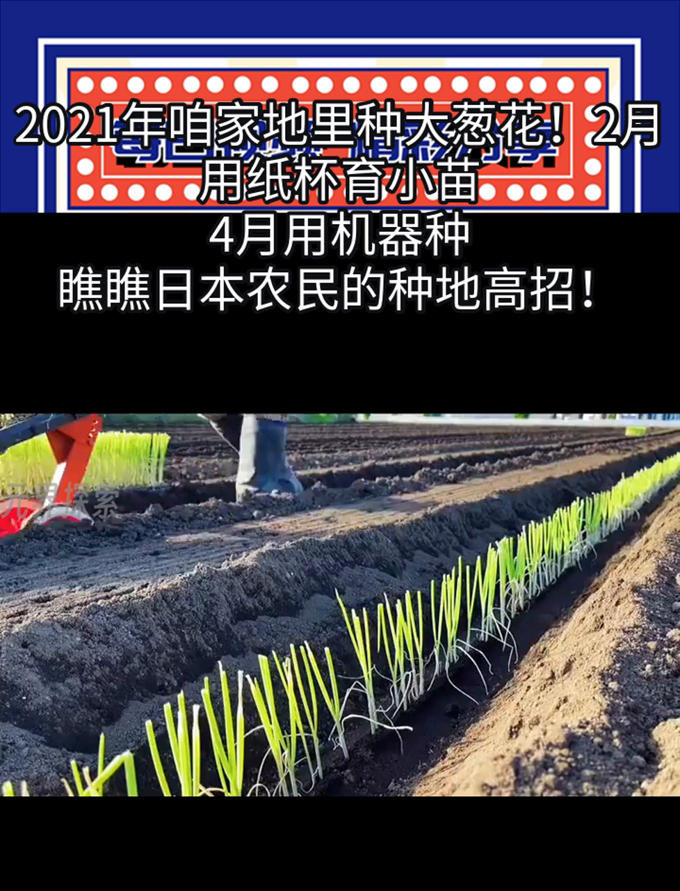 2021年种植什么赚钱(2021年种植什么农作物赚钱)