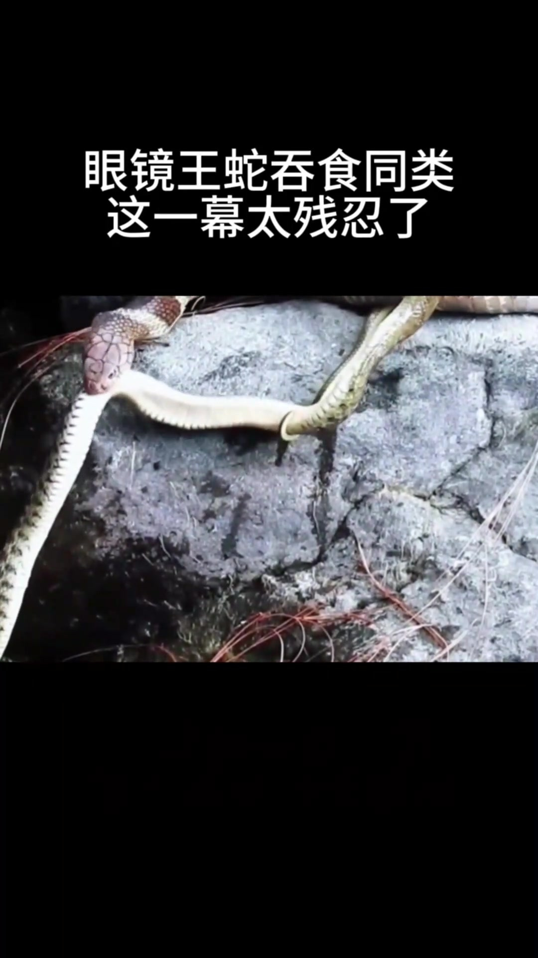 眼镜王蛇吞食同类,这一幕太残忍了