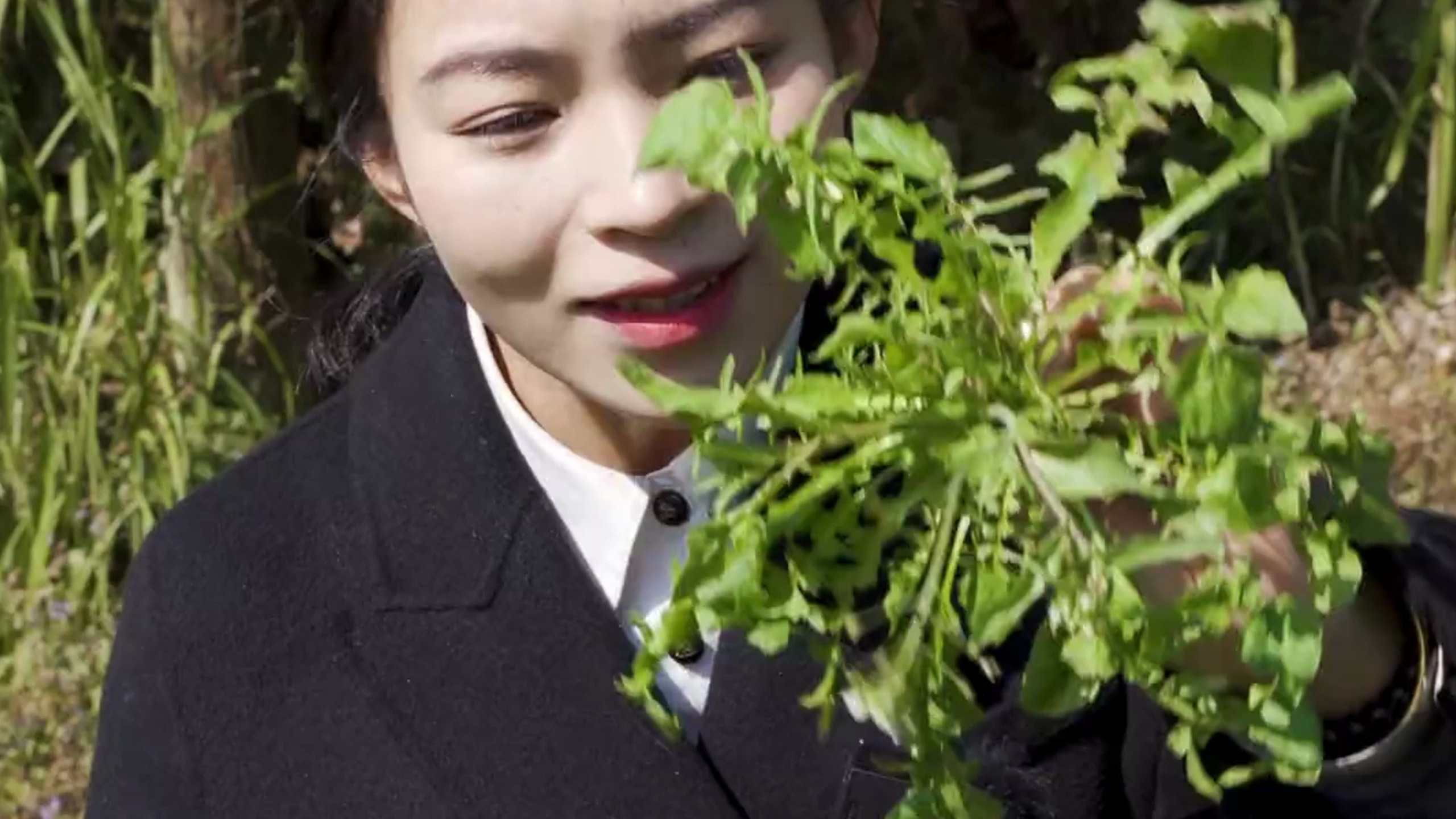 每年到荠菜成熟之时,我必然要做荠菜馅饺子包荠菜包子