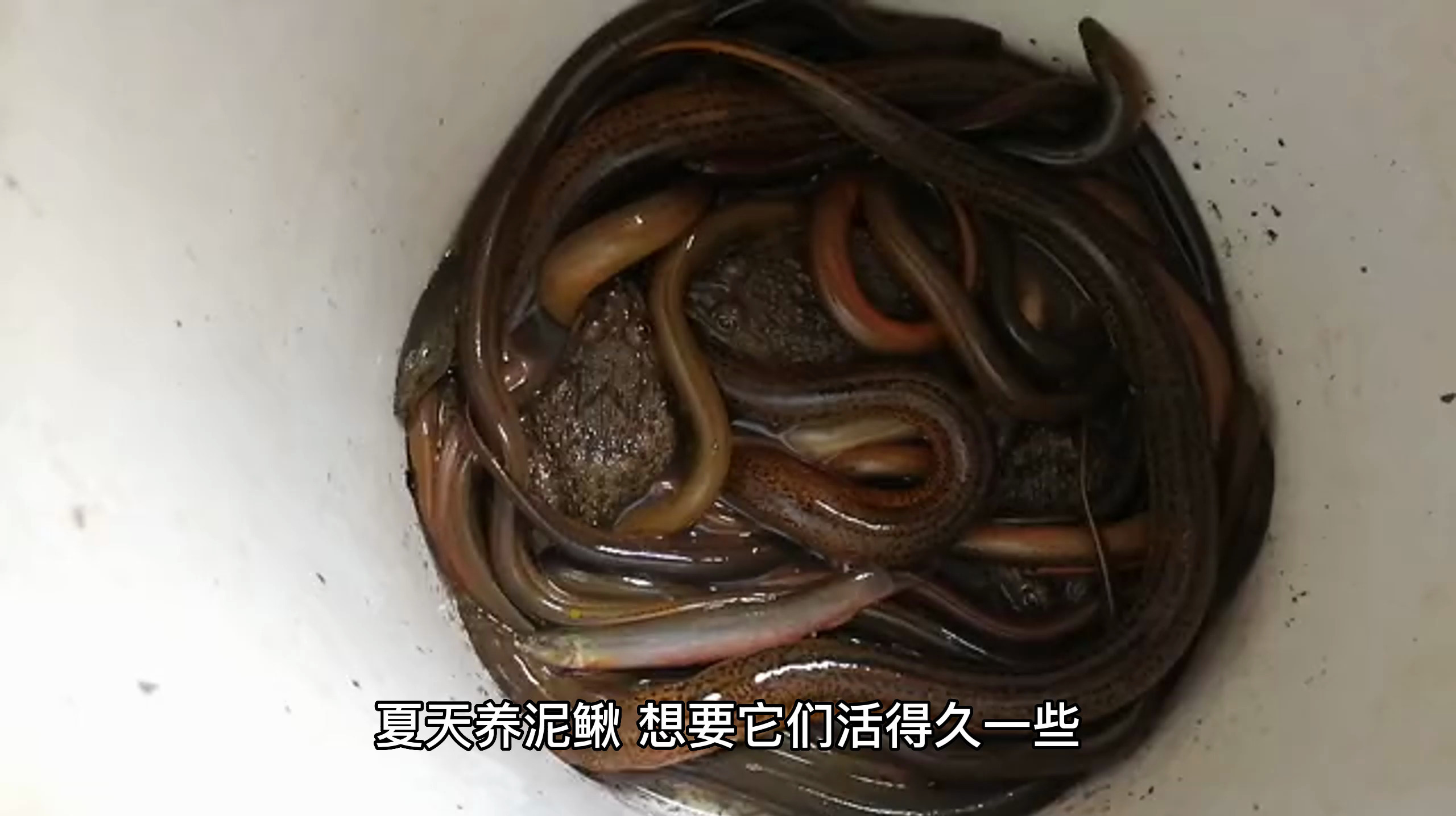 夏天泥鳅怎么才能养久一些