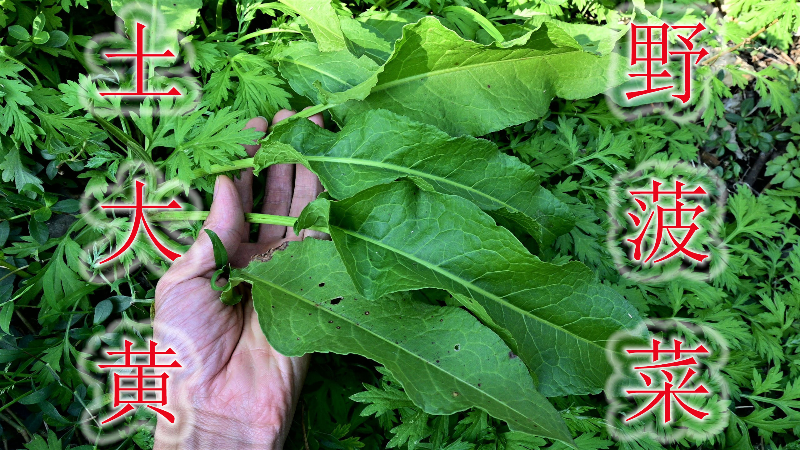 土大黄是常见的野草,农村有人称“野菠菜”,很少有人知道用途