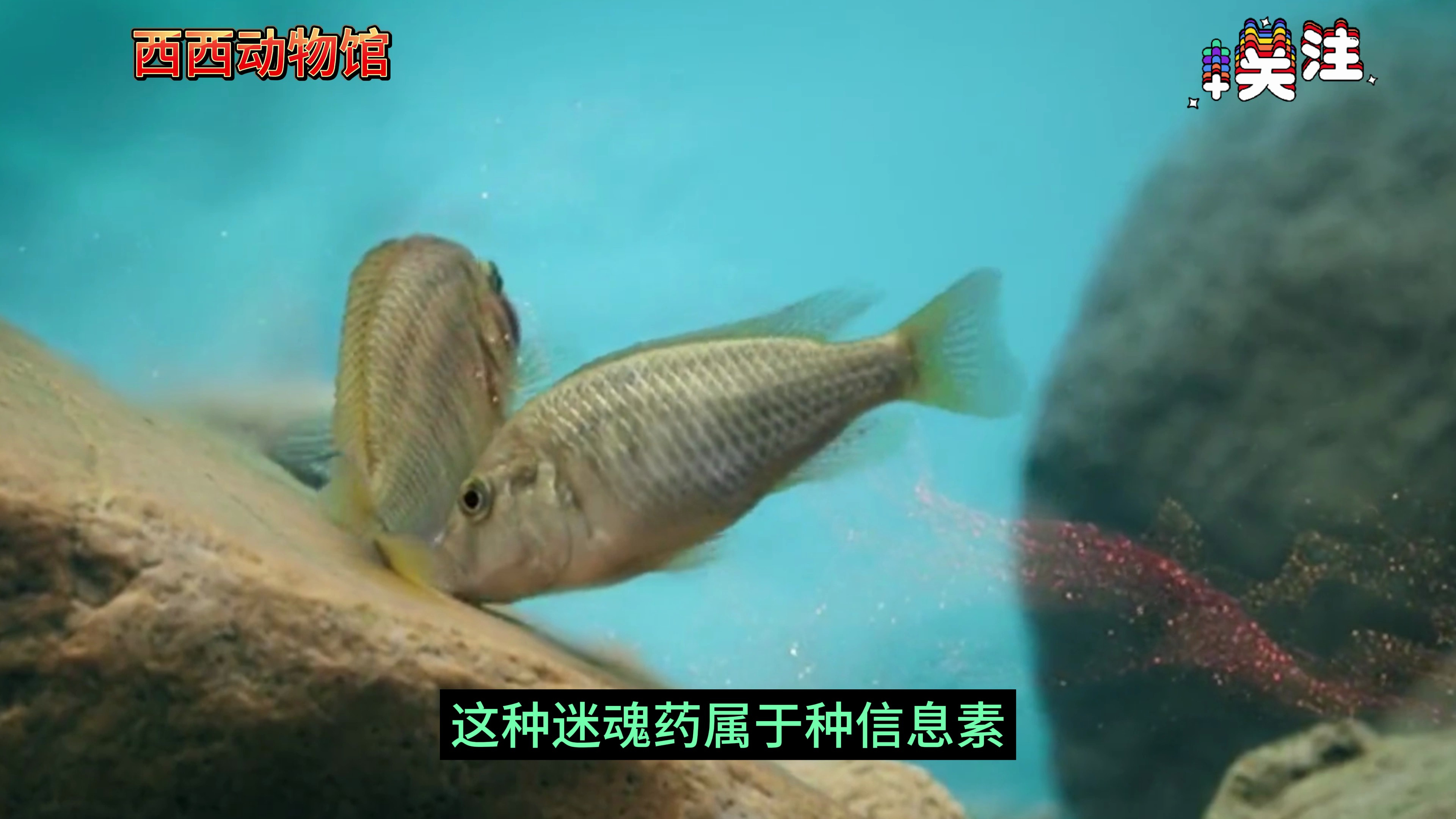 口孵是慈鲷鱼为了保护小鱼,进化出的一种特别的繁殖方式