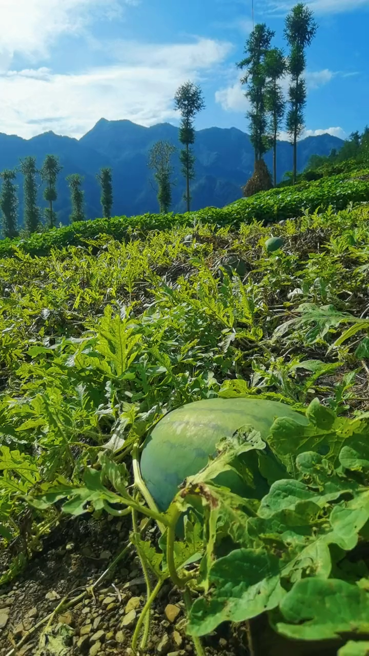 夏天是吃西瓜的季节我喜欢夏天