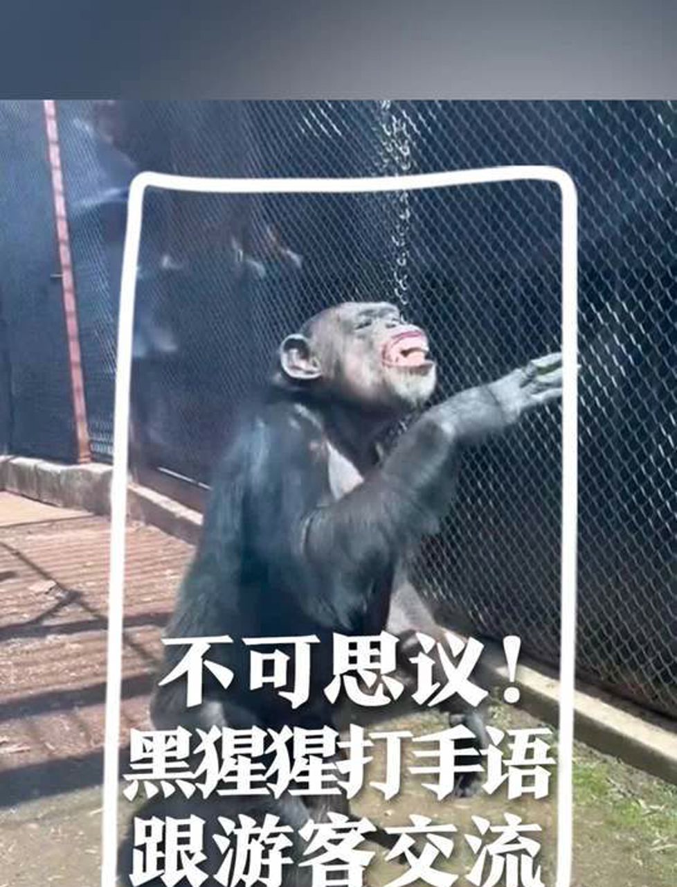 黑猩猩吃不下了,用手语和游客聊天