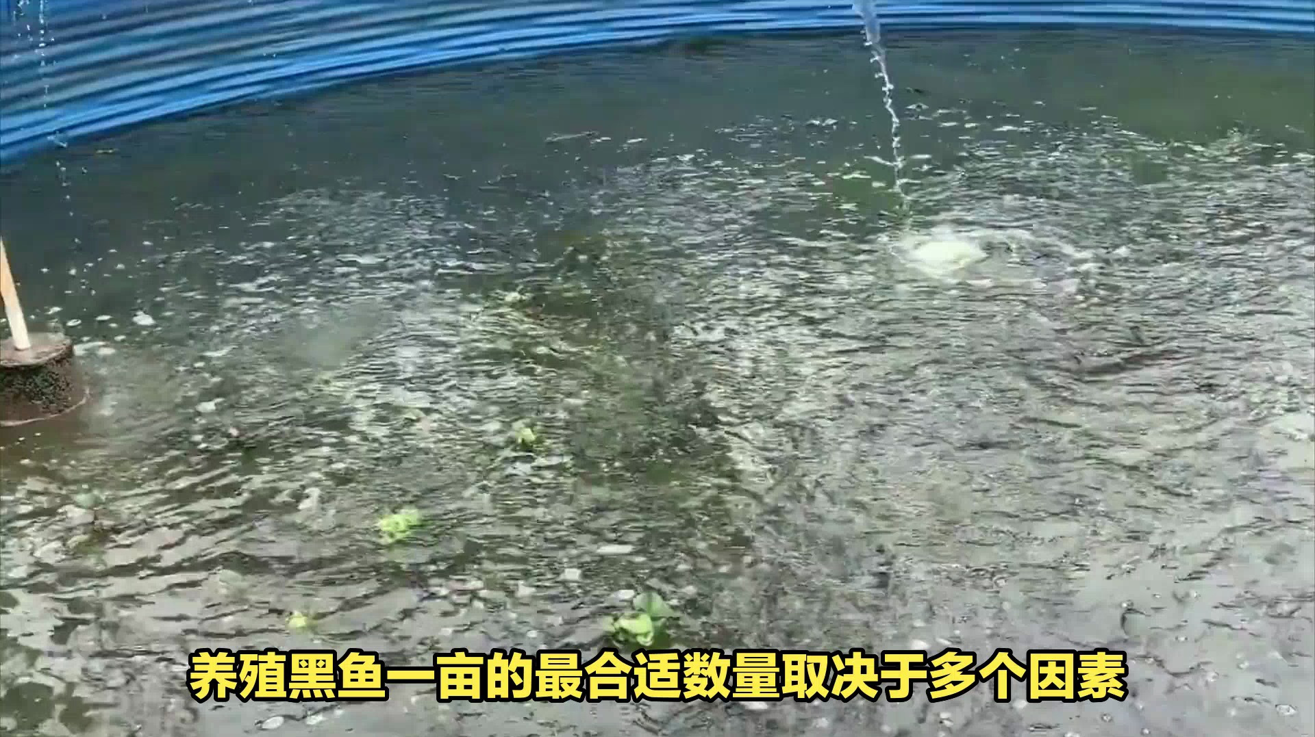 黑鱼一亩养多少最合适
