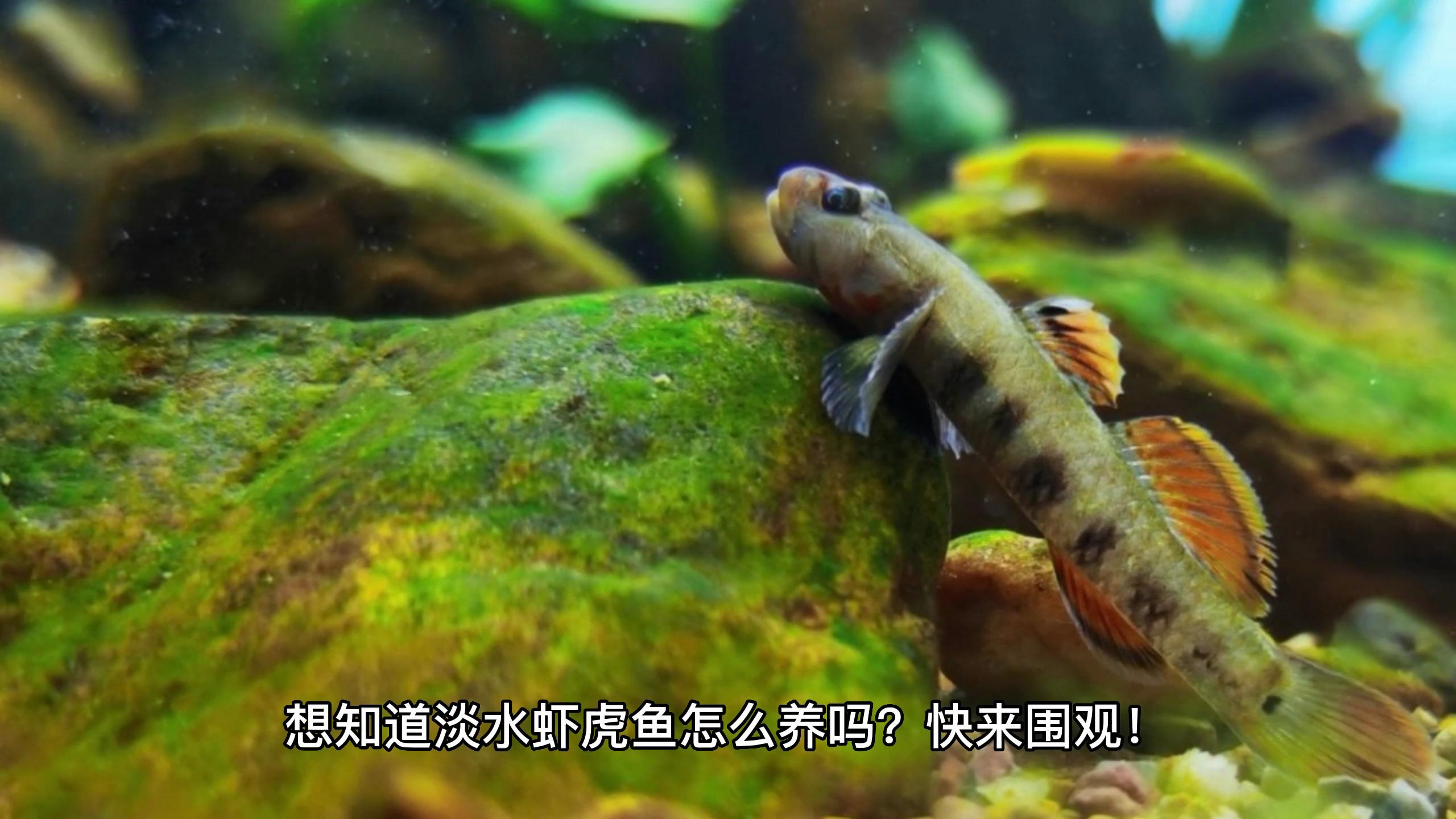 淡水虾虎鱼怎么养