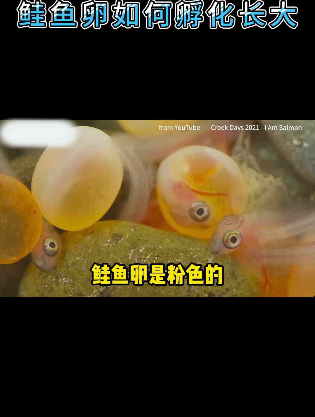 野生三文鱼是怎么从鱼卵长大的太可爱了小鱼仔