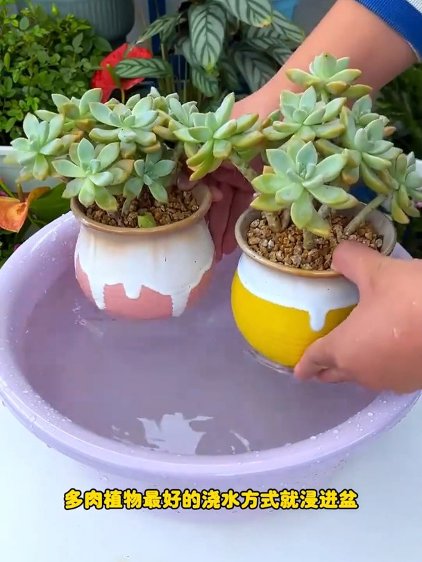 多肉最好的浇水方法,就是浸盆法,浸盆时给他兑的肉多多营养液