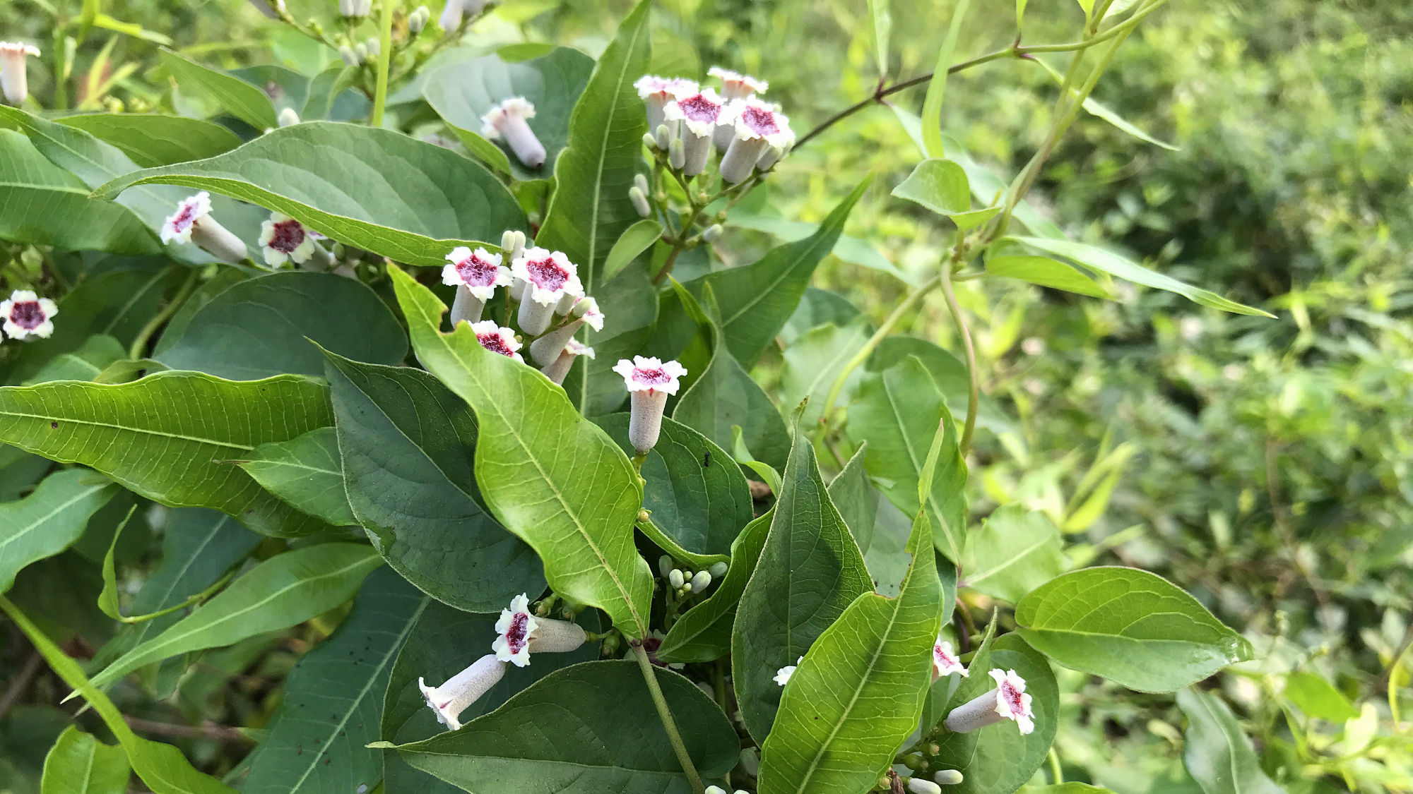 路边的鸡屎藤是个“宝”,有一种鸡屎的气味,孩子不吃饭有帮助