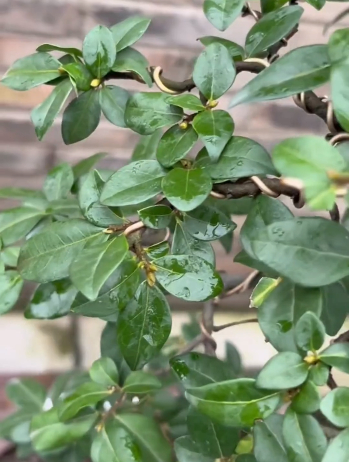 金弹子老鸦柿花芽分化期来了今年保护好它明年才能硕果满满