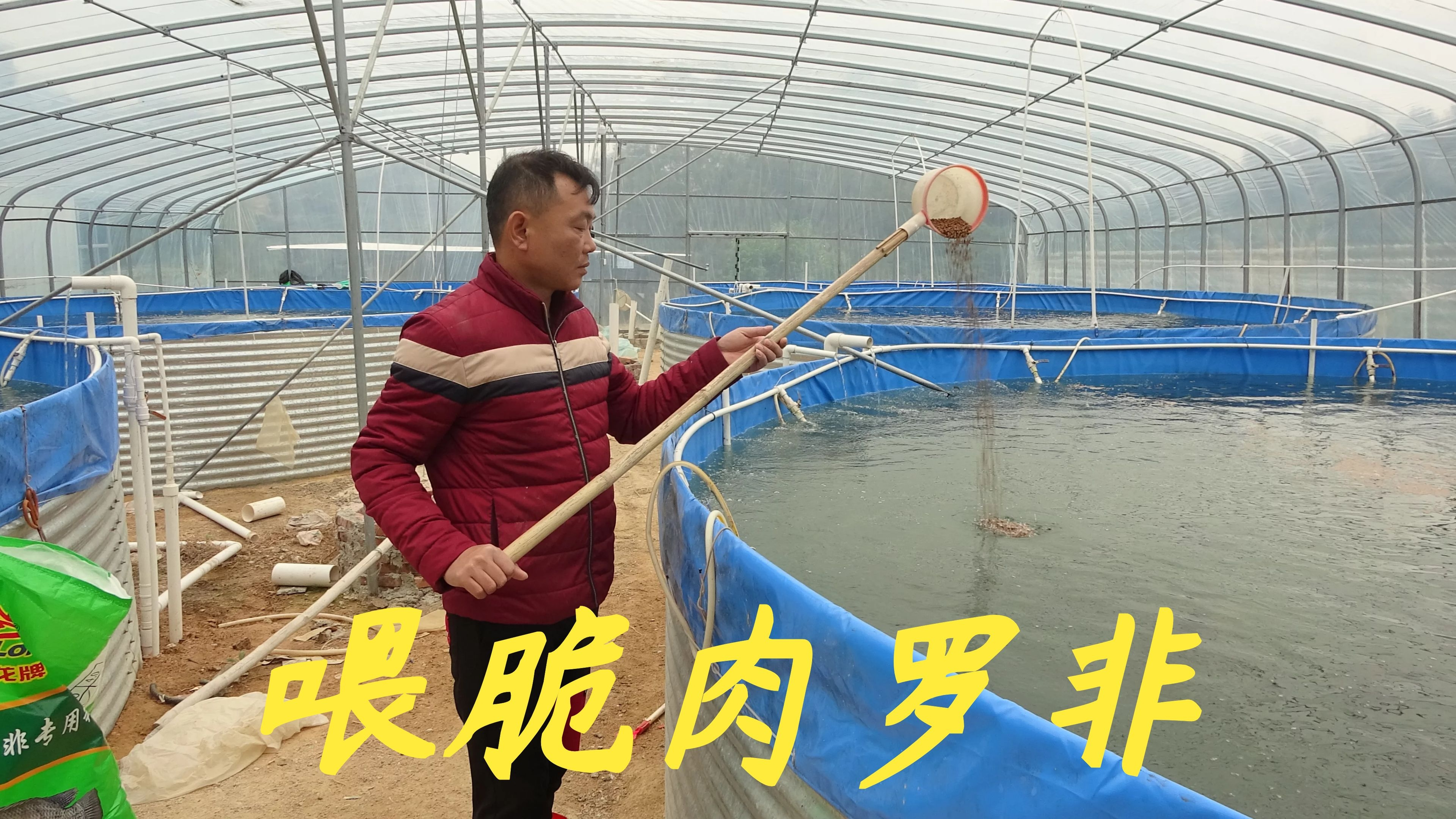 老林今天给大家讲讲脆肉罗非鱼的喂养过程，多久可以出