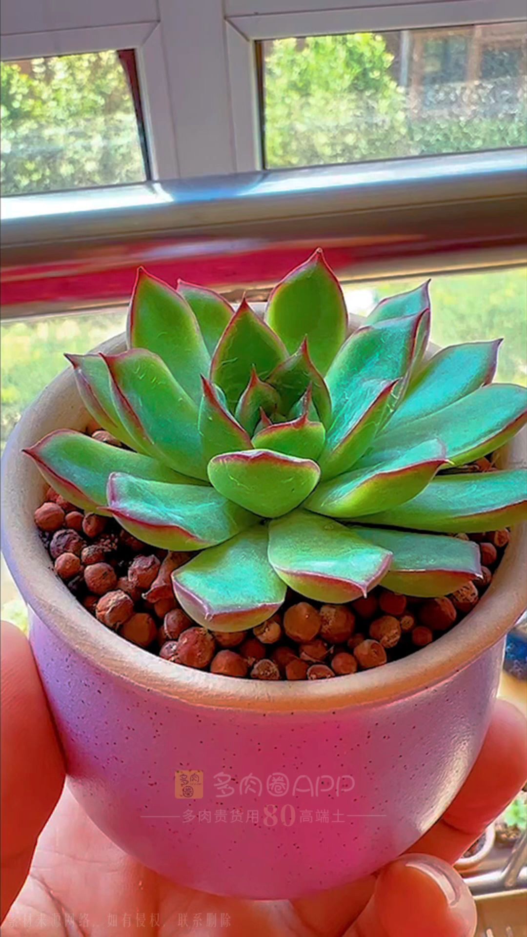 喜欢萤火虫的红边