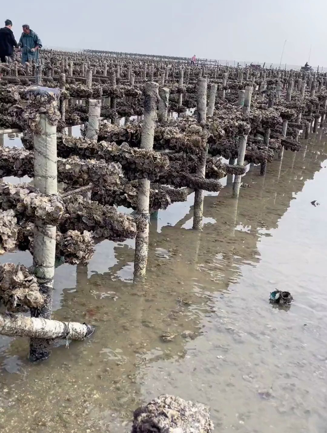 原来生蚝都是这样养殖的,被骗了十几年,一直以为生活在海里!