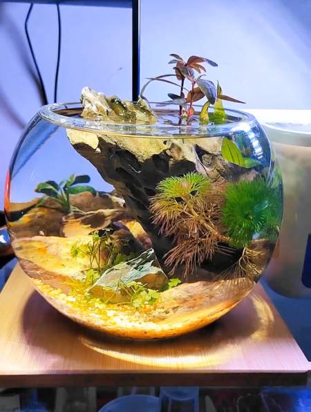 谁找我要圆形玻璃鱼缸造景来着,交作业了,来验收 养鱼生态景观-度小视