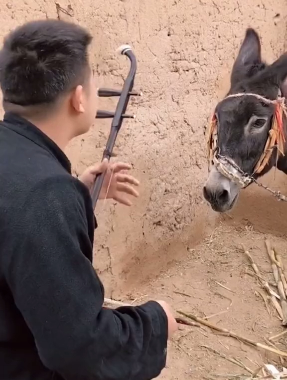 这难道就是传说中的对驴弹琴?