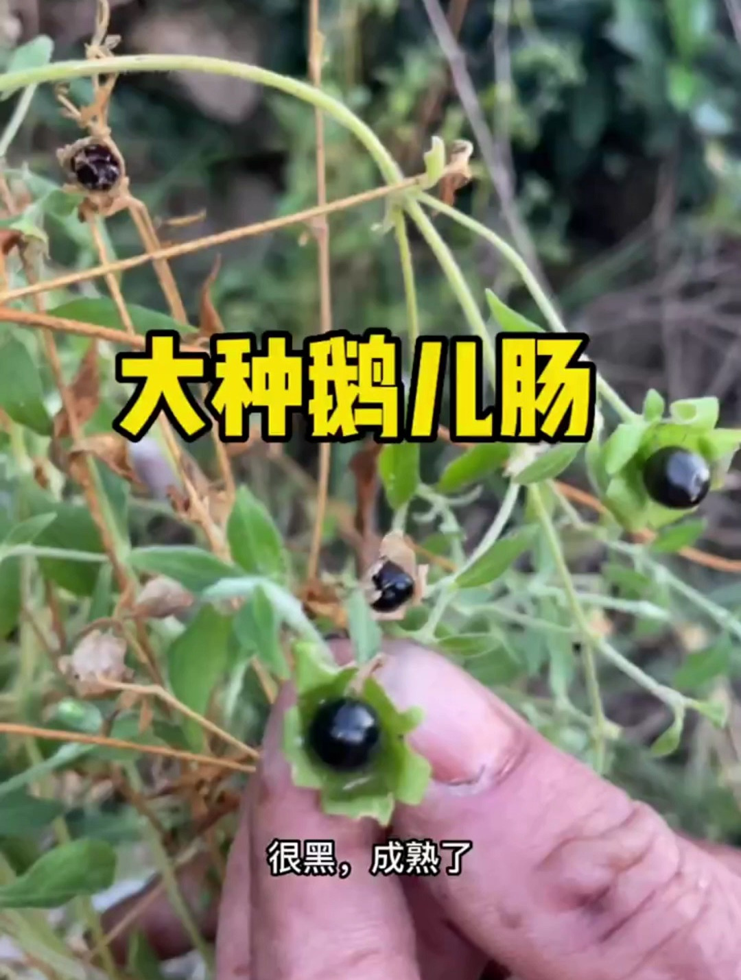 野生中草药—大种鹅儿肠