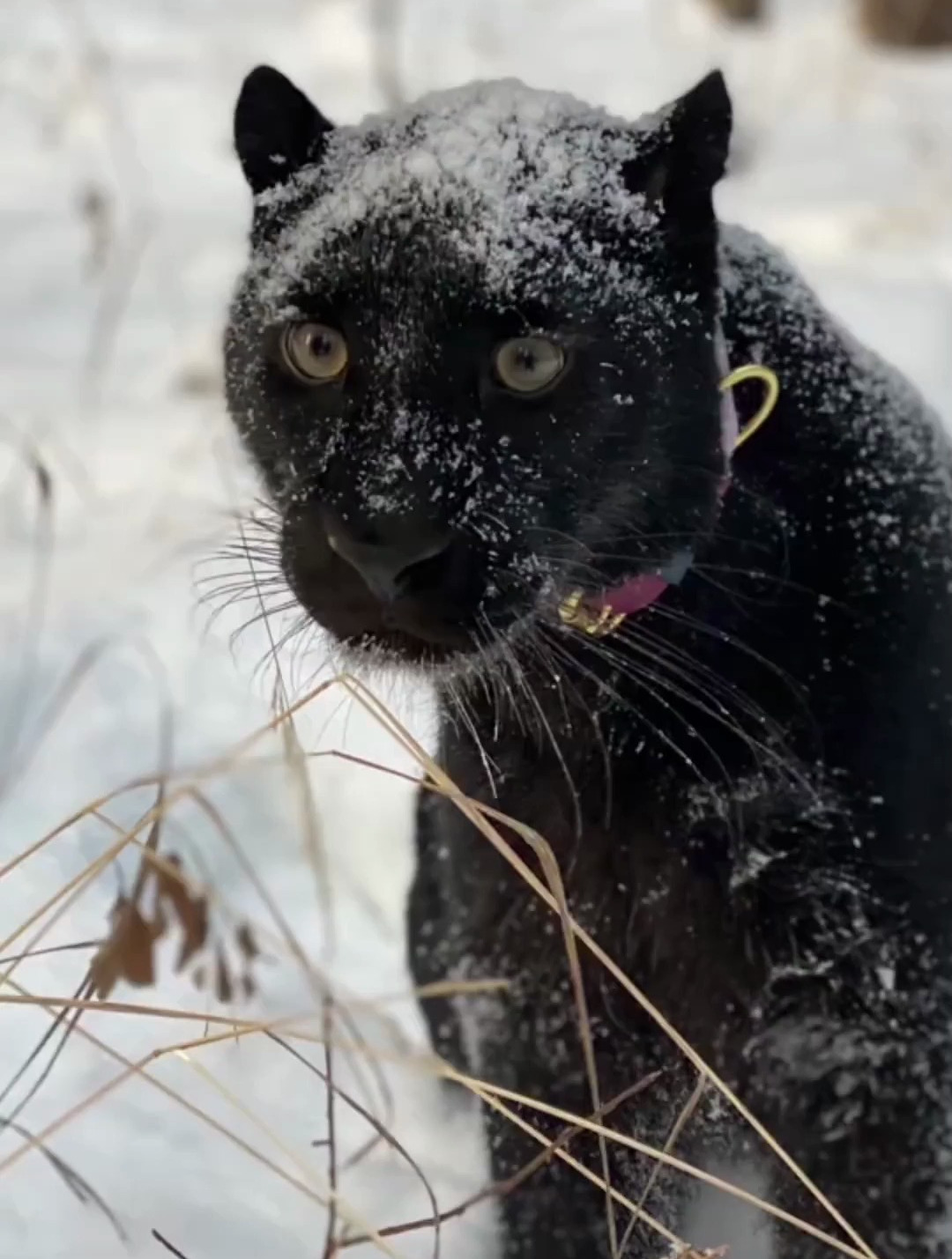 谁家的小黑豹这么可爱呀?