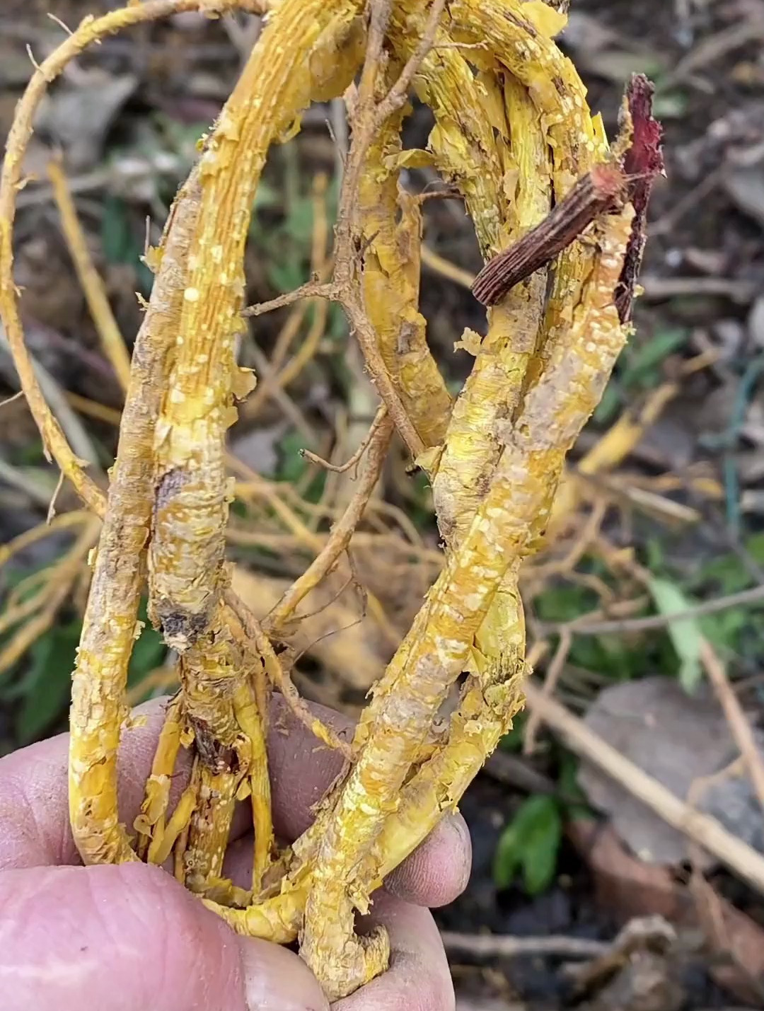 介绍一个中药穿破石又称黄金根