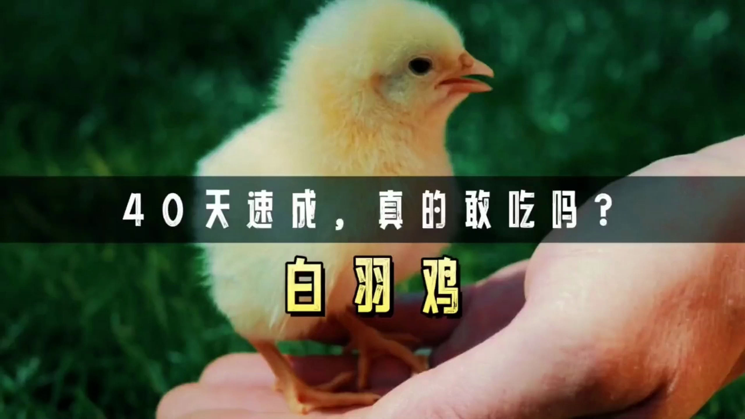 仅仅40天,就可以长成5斤重的白羽鸡,这样的鸡肉真的敢吃吗?