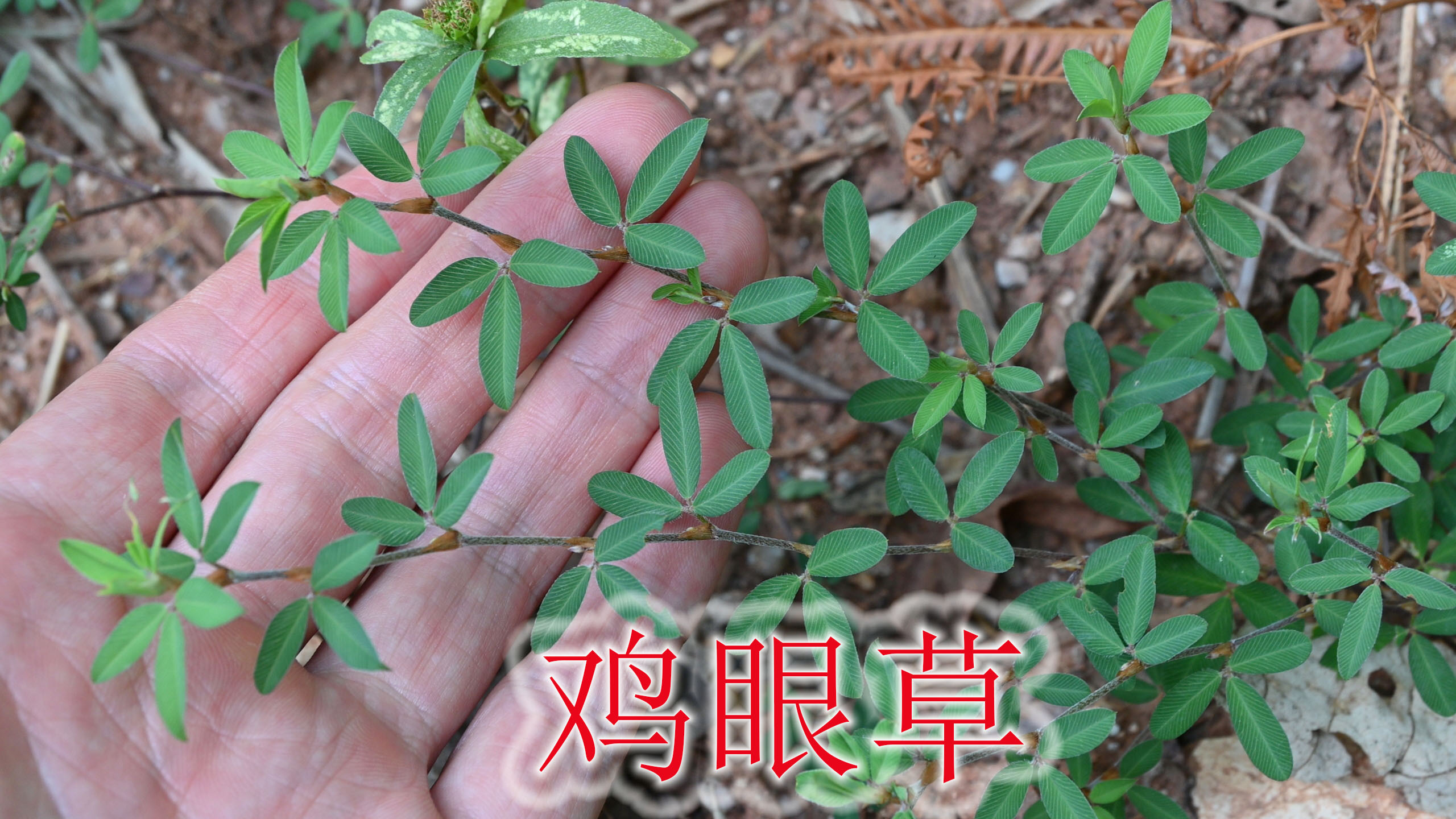 “鸡眼草”也是蛇药植物,农村常把它当野草,好处很多人不知道