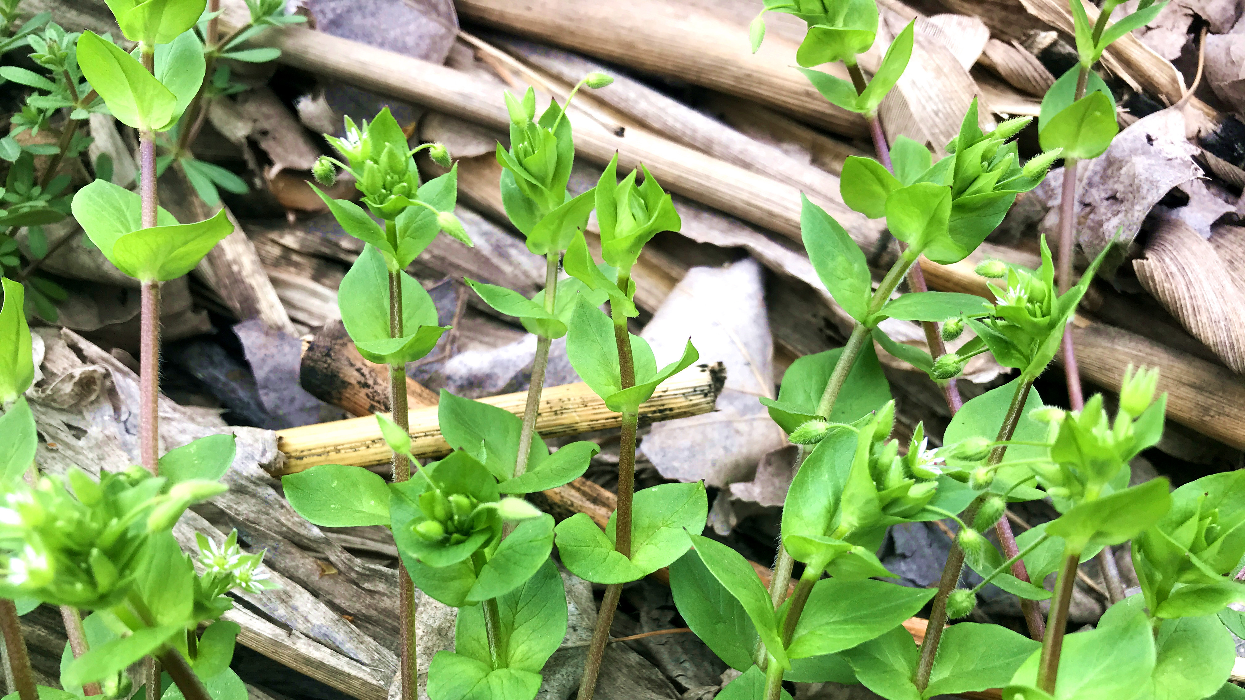 介绍一种植物“鹅肠草”,好多人不知它的珍贵?我感觉很实用