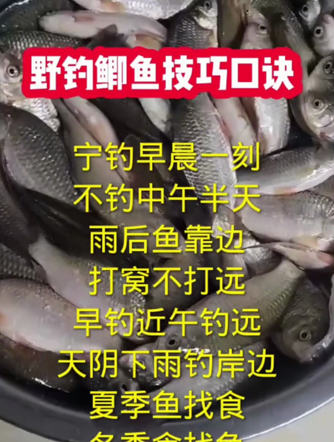 野钓鲫鱼的技巧,你知道多少,看看空军和这个有关系吗