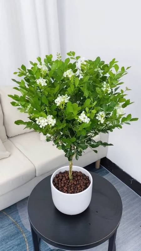 九里香又叫千里眼非常好养开花满屋香味给点水就能存活