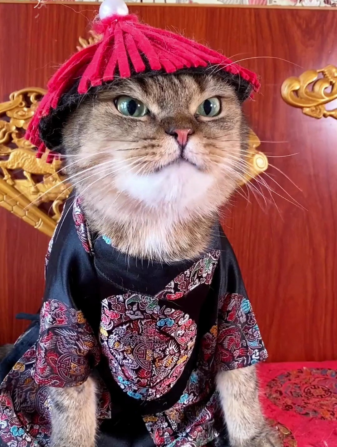 原来皇上也是恋爱脑,后宫猫,搞笑猫咪!